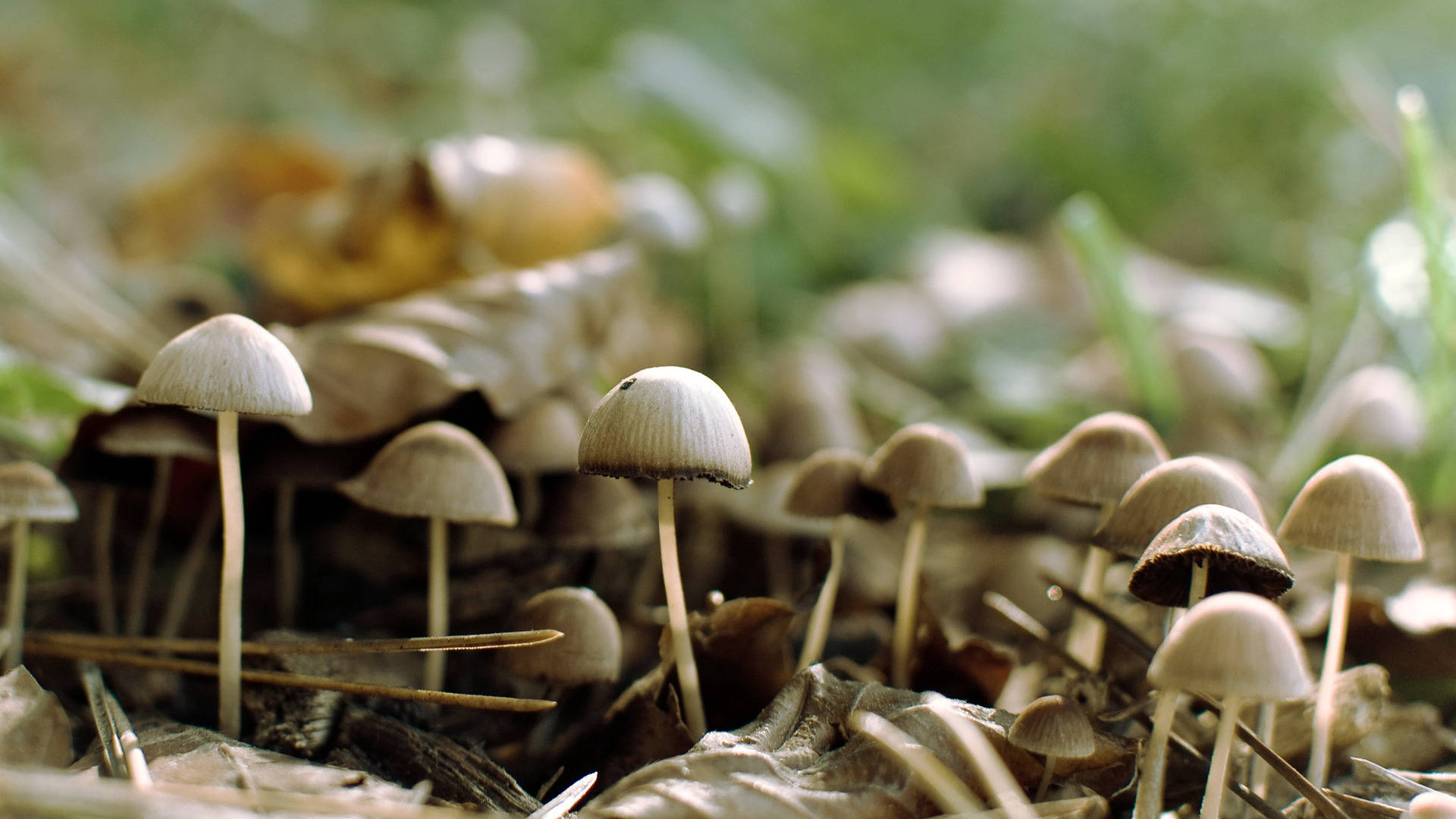 Cute Mushroom 桌布 壁紙 — 細小的蘑菇，帶有蒼白的菌蓋和纖細的菌柄，從森林地面的落葉和草叢中冒出。