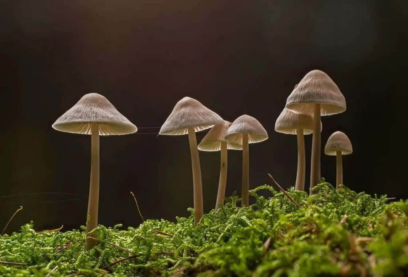 Magic Mushroom 桌布 壁紙 — 細小的蘑菇帶有精緻的菌蓋，在柔和的金色背光下從鮮綠色的苔蘚中冒出。