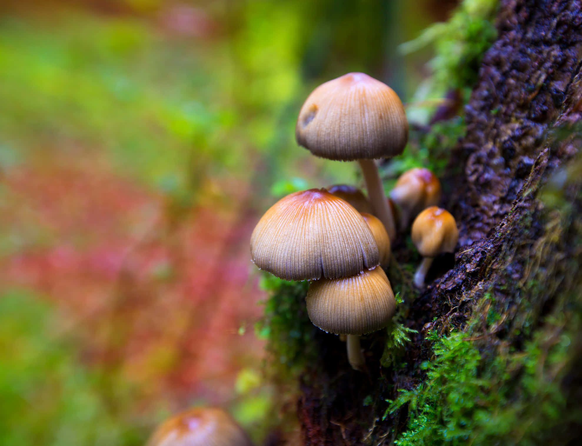 Magic Mushroom 桌布 壁紙 — 細小的褐色蘑菇長有菌褶，在充滿活力的森林中群生於長滿苔蘚的樹幹上。