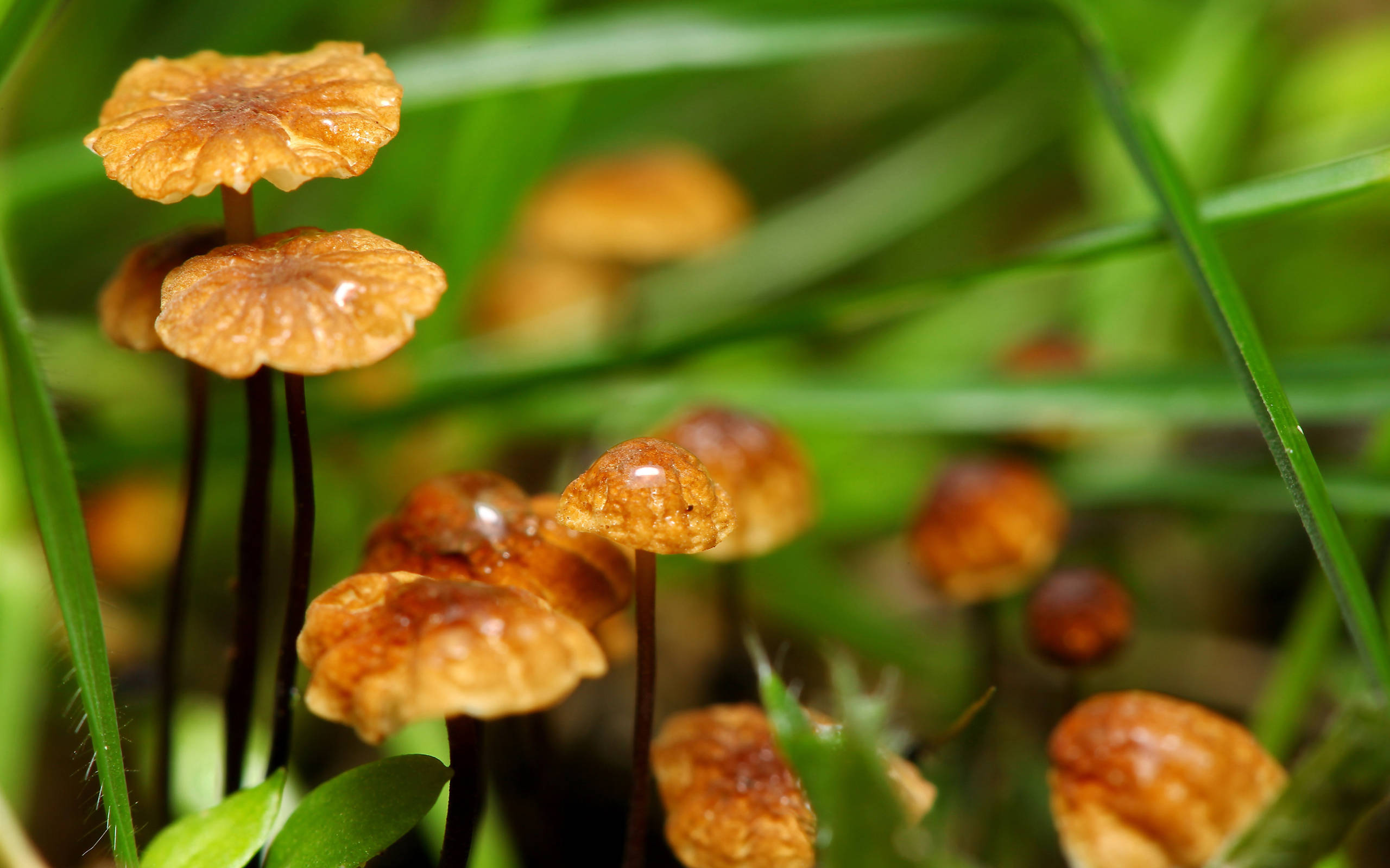Cute Mushroom 桌布 壁紙 — 細小的金棕色蘑菇帶著露珠，從茂密的綠草中冒出，森林地面的特寫。