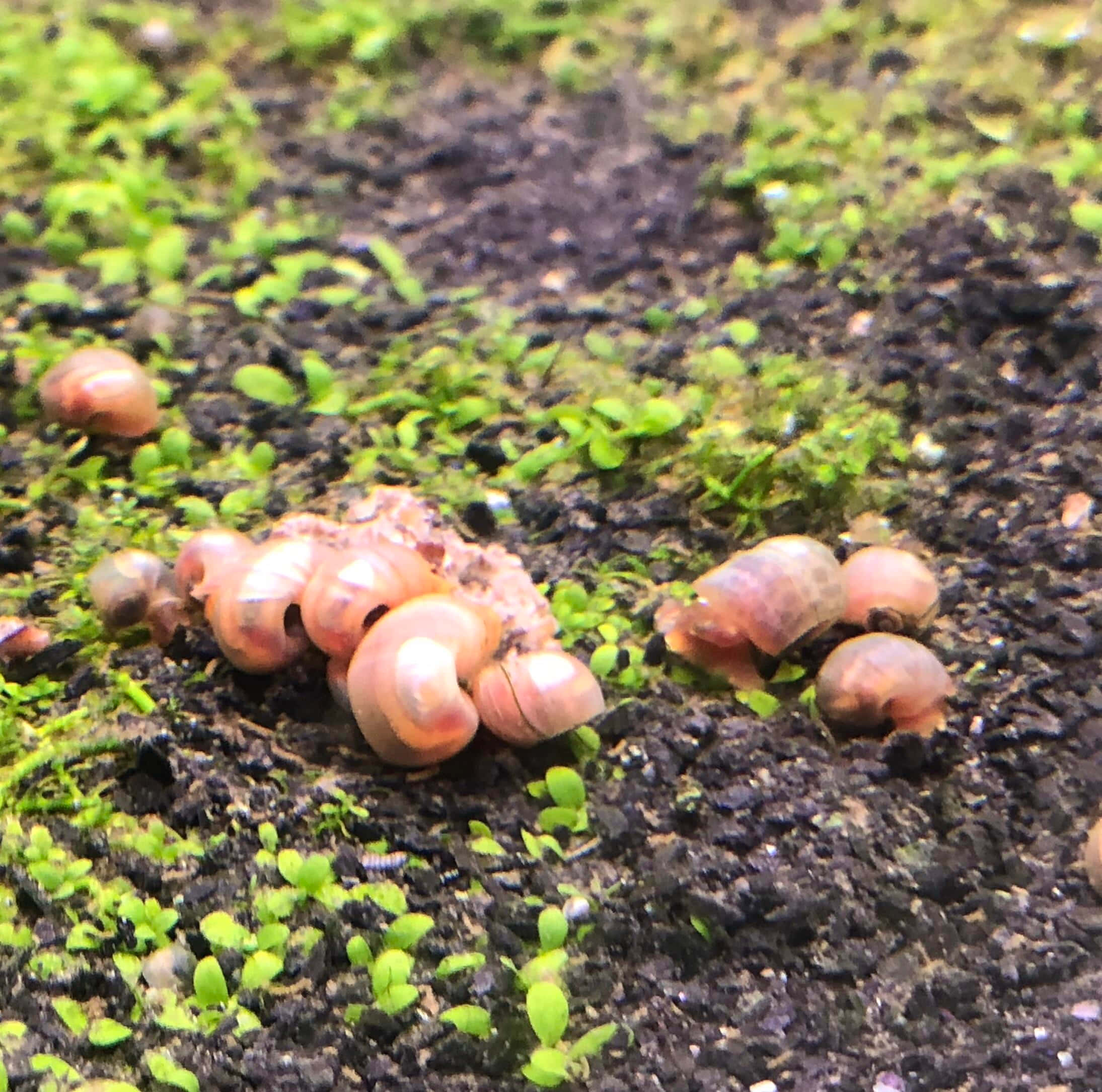 Pink Snail 桌布 壁紙 — 細小粉紅色蝸牛聚集在深色泥土上，周圍是充滿活力的綠色苔蘚，特寫自然場景。