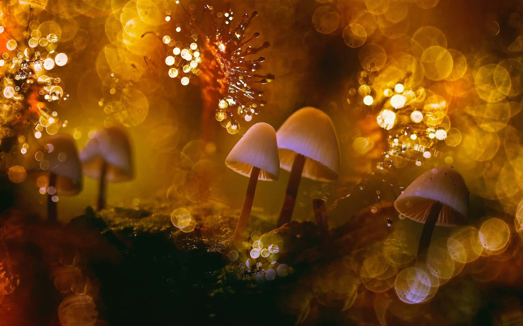 Mushroom 桌布 壁紙 — 細小蘑菇在夢幻金色散景背景下，於魔法森林地面場景中柔和發光。