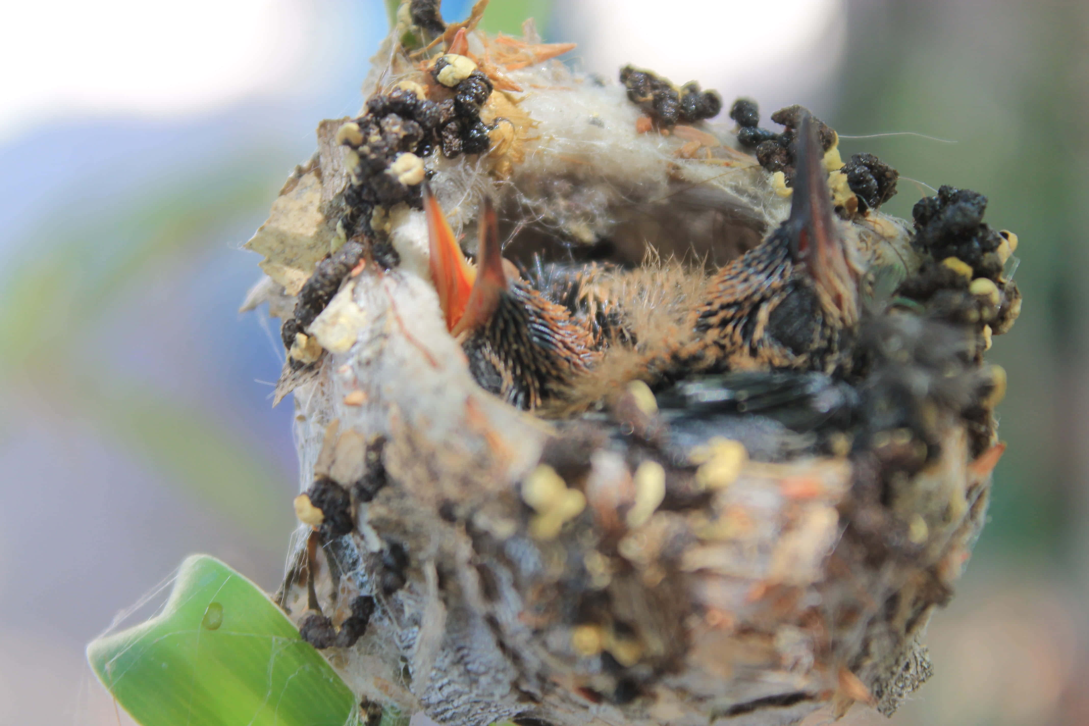Hummingbird Nest 桌布 壁紙 — 細小雛鳥張開喙，窩在長滿苔蘚的樹枝巢中，周圍有種子和柔軟的絨毛。