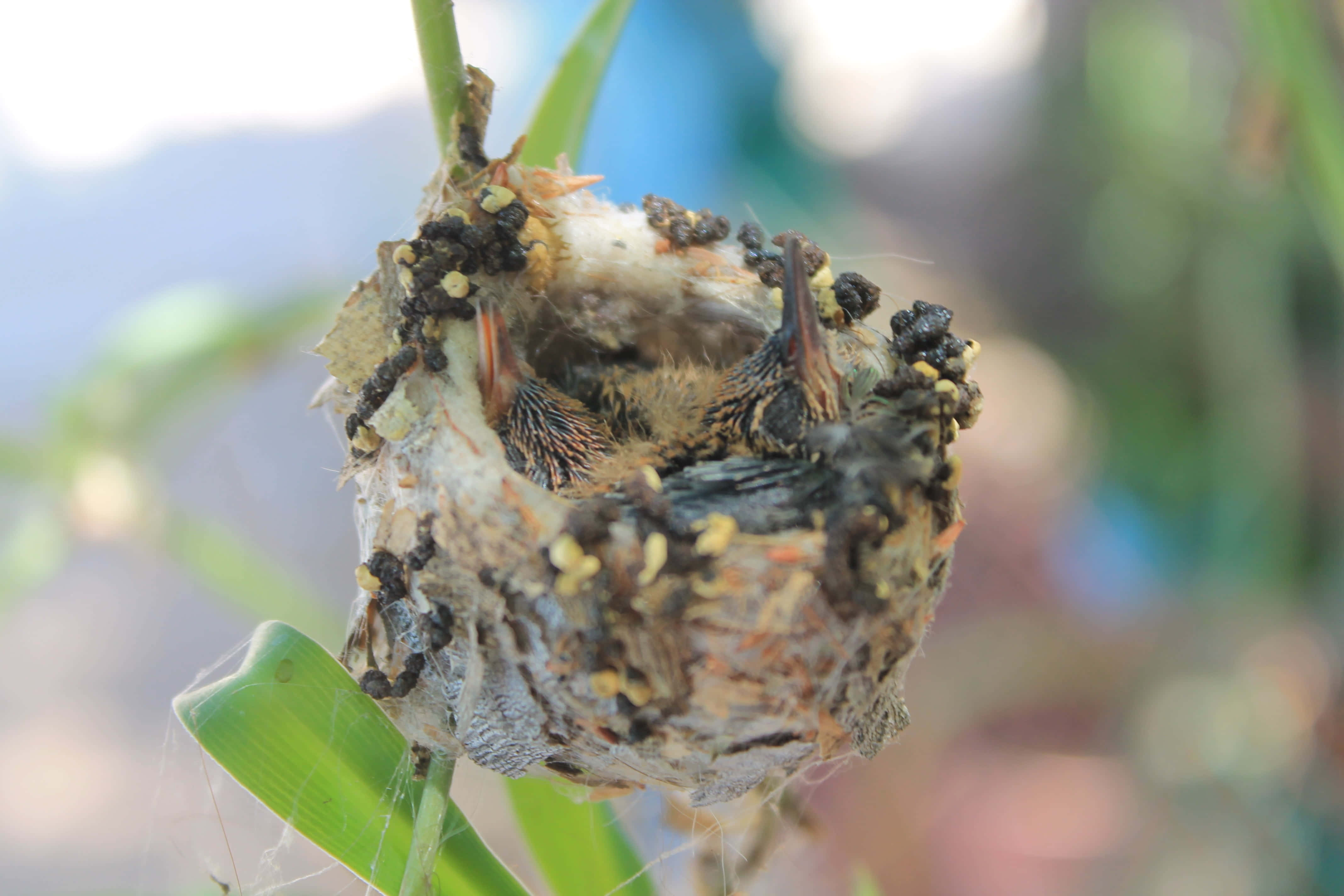 Hummingbird Nest 桌布 壁紙 — 細小雛鳥張開喙部，窩在一個掛在綠葉上的苔蘚樹枝巢中。