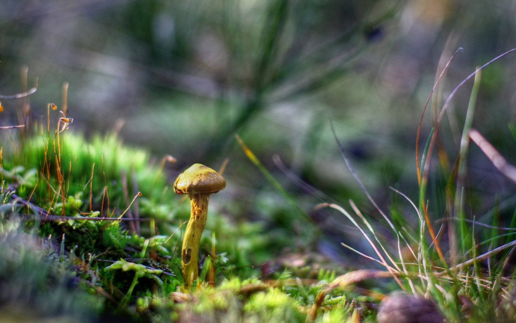 Mushroom 桌布 壁紙 — 細小黃色蘑菇從鮮綠色苔蘚中冒出，背景是模糊的草叢，森林地面特寫。
