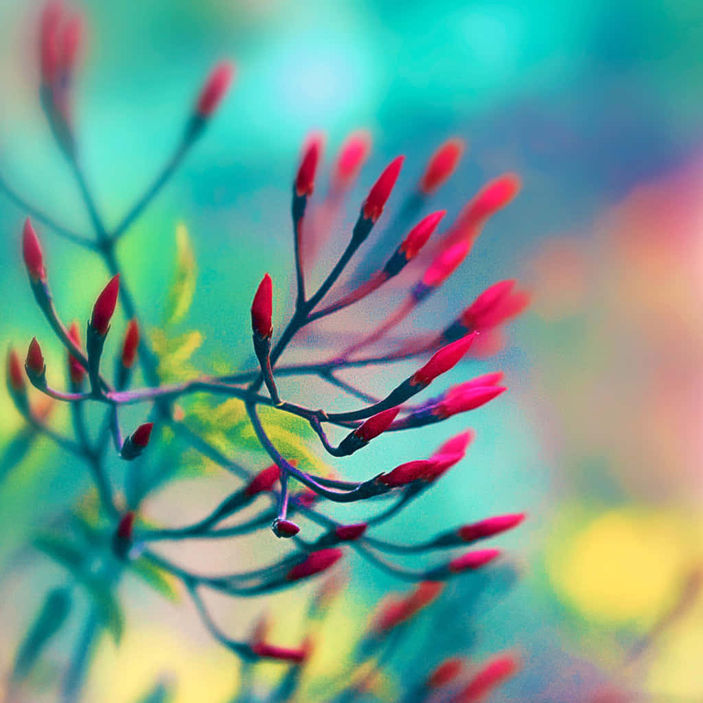 Spring Laptop 桌布 壁紙 — 細枝上鮮紅的花蕾，襯以夢幻的藍綠色和黃色模糊背景。