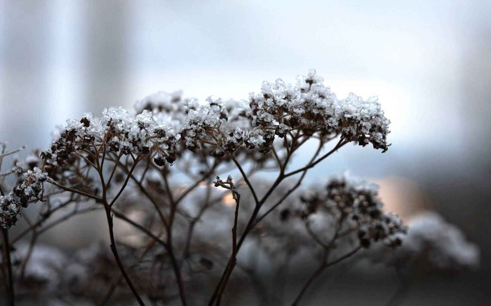 自然 桌布 壁紙 — 細緻的乾花簇上灑滿新雪，襯以柔和模糊的冬日背景。