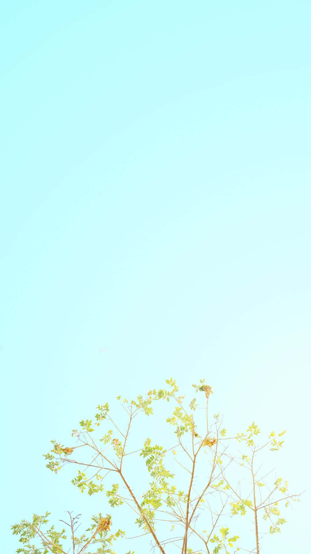 Spring Pastel 桌布 壁紙 — 細緻的樹枝上長滿新鮮的綠葉，向著由淡藍色漸變至白色的柔和天空伸展。