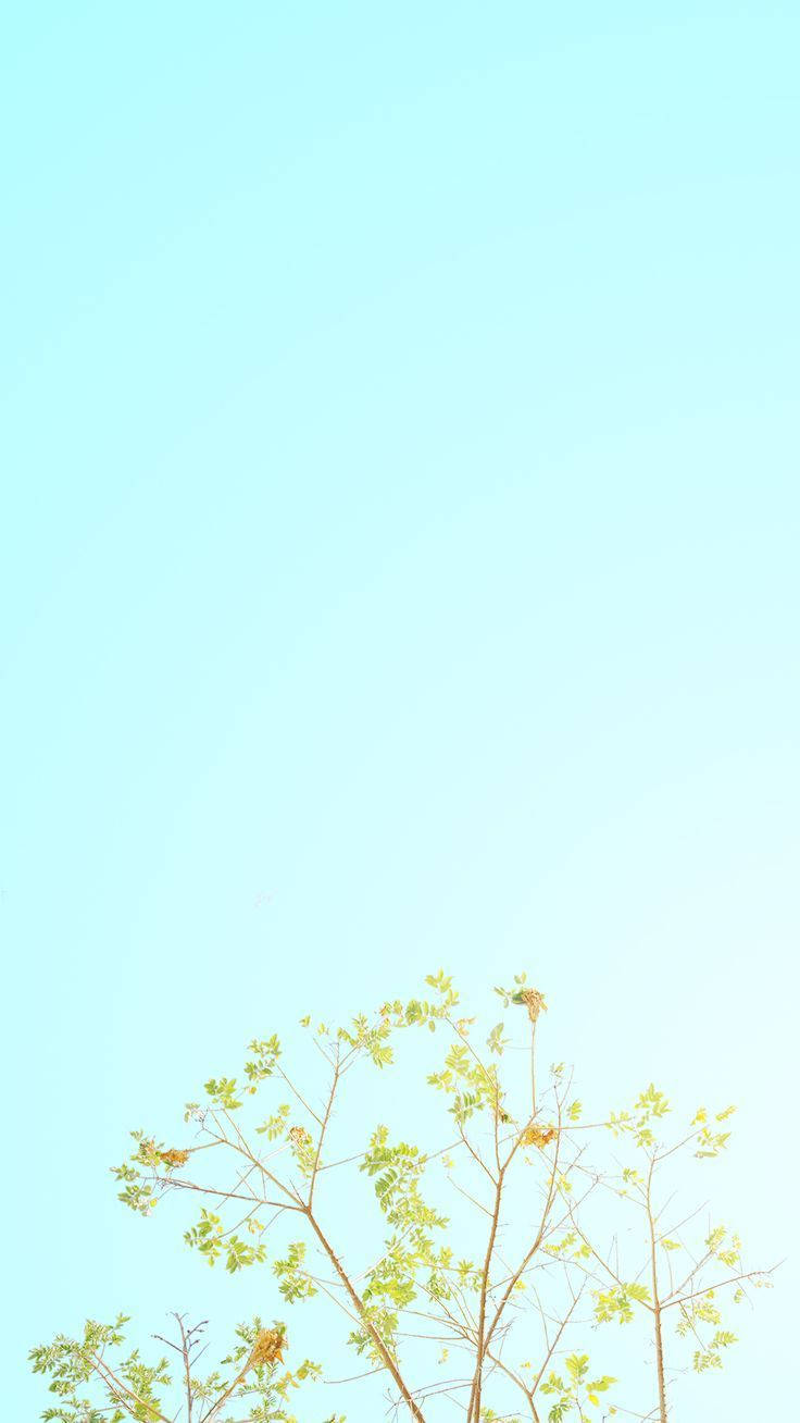 粉彩 iPhone 桌布 壁紙 — 細緻的樹枝上長滿新鮮的綠葉，向著廣闊清澈的淺藍色天空伸展。