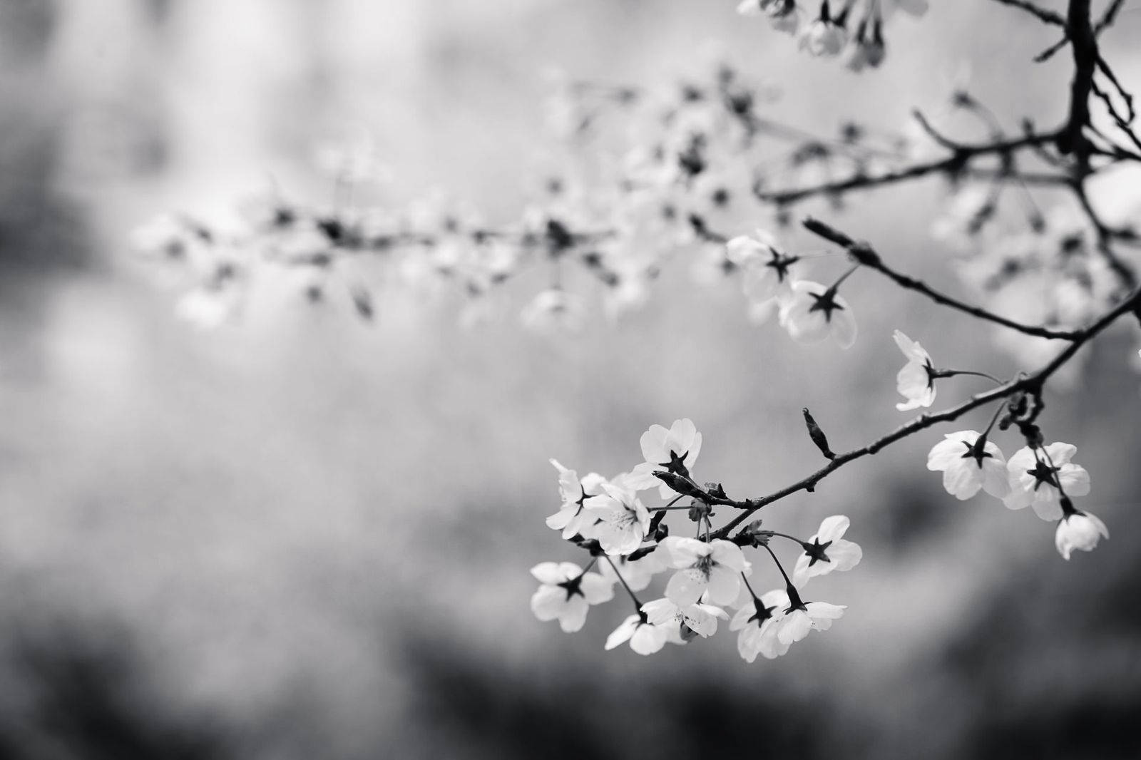 Monochrome 桌布 壁紙 — 細緻的櫻花在柔和的模糊背景下，在纖細的枝條上以單色綻放。