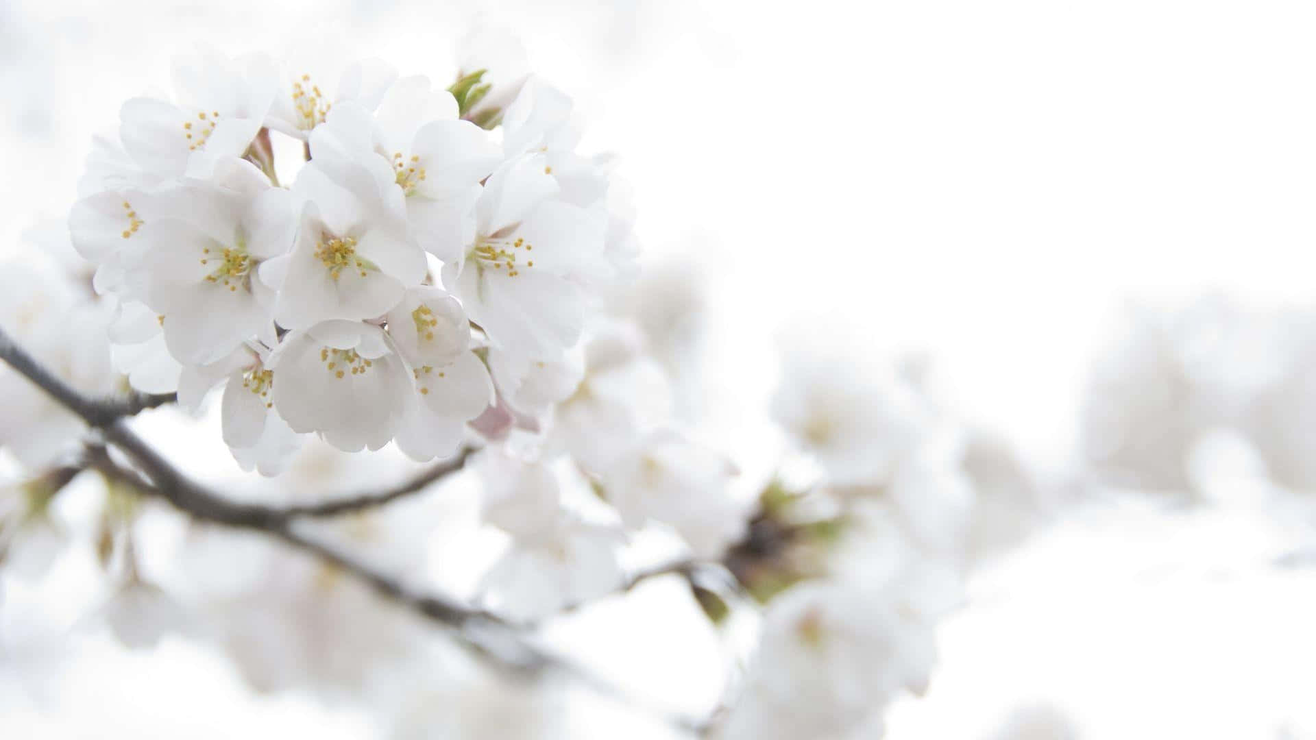 白色花朵 桌布 壁紙 — 細緻的白櫻花在明亮的模糊背景下，在樹枝上柔和地綻放。