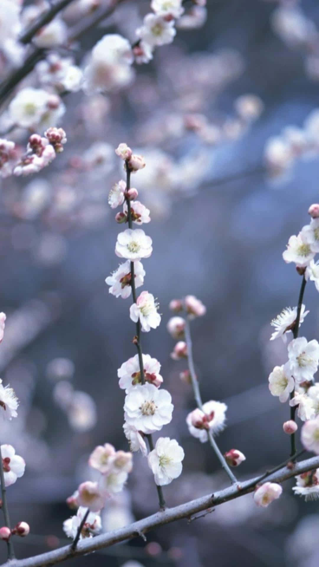 Winter Flowers 桌布 壁紙 — 細緻的白粉紅梅花在纖細的枝條上盛開，襯托著柔和的藍色模糊背景。