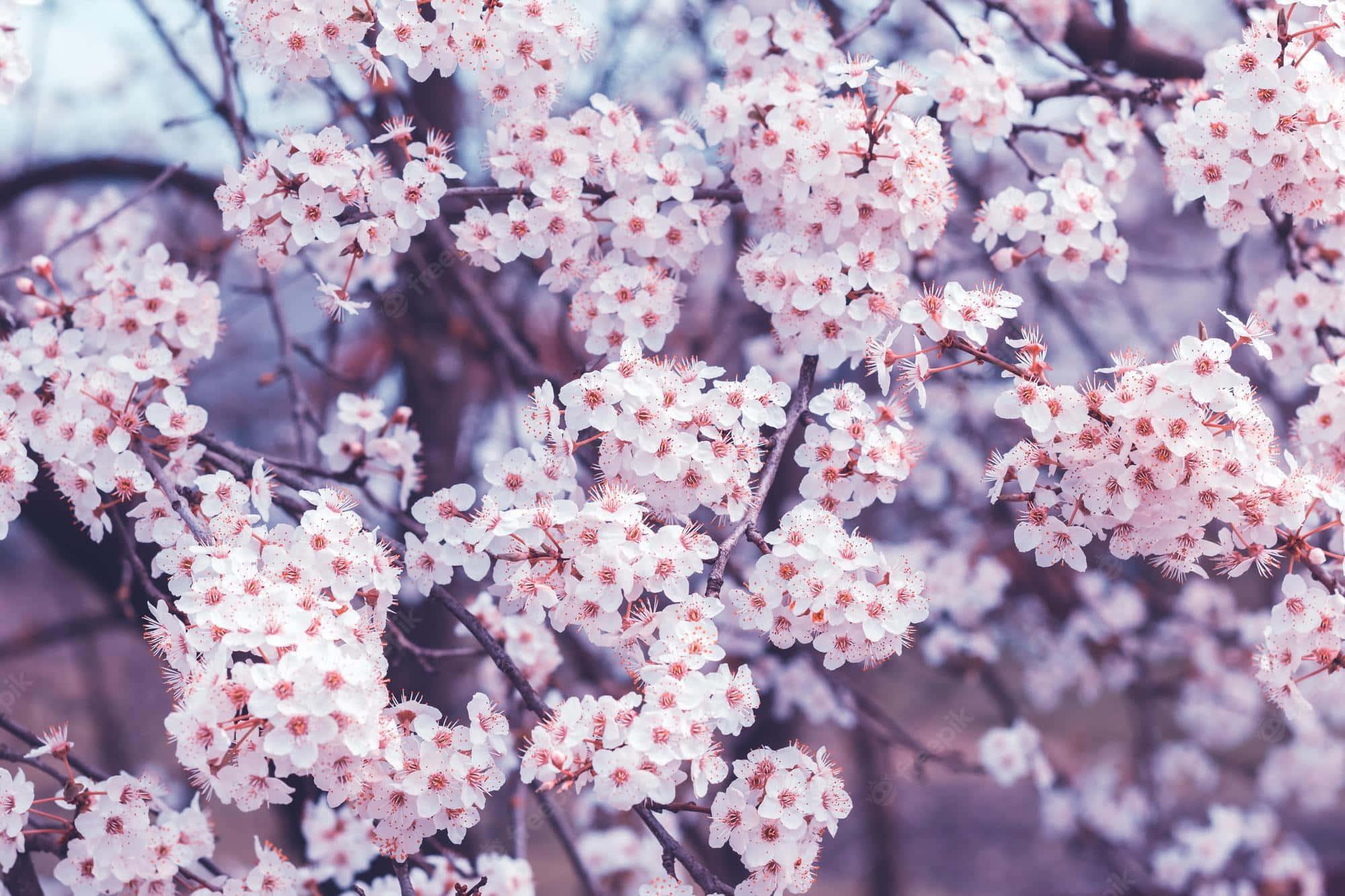 Tumblr Flowers Desktop 桌布 壁紙 — 細緻的白色櫻花帶有粉紅色花心，在柔和的模糊背景下密集地綻放在深色樹枝上。