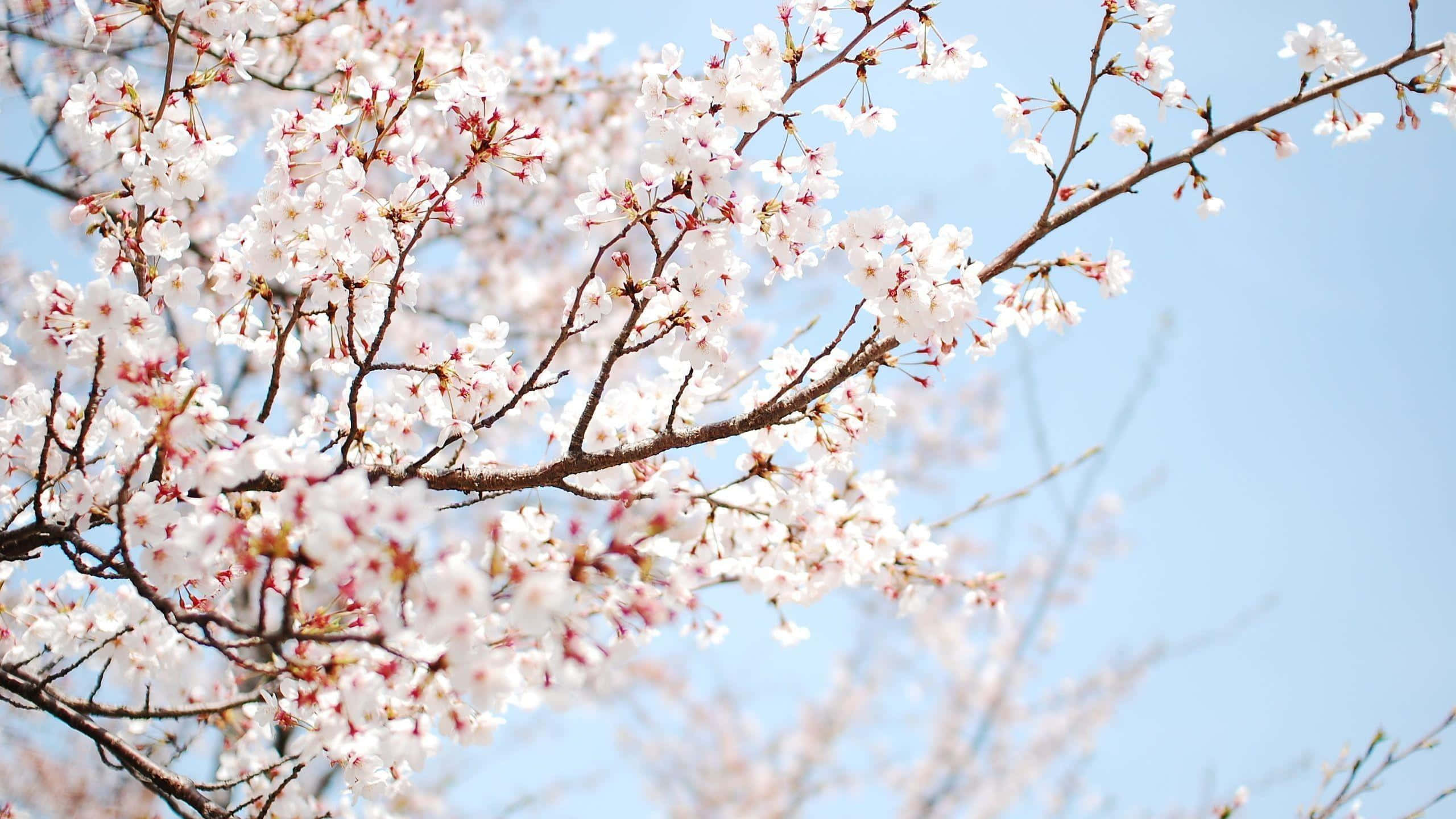 Blooming Trees 桌布 壁紙 — 細緻的白色櫻花帶有粉紅色花心，在深色樹枝上密集綻放，襯著清澈的藍天。