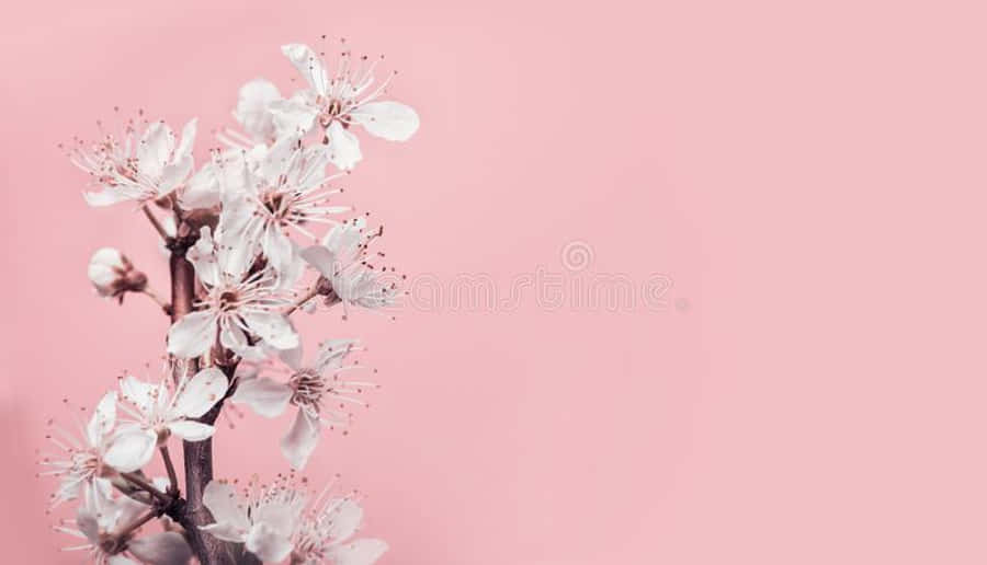 Pink Cherry Blossom 桌布 壁紙 — 細緻的白色櫻花帶有粉紅色雄蕊，在纖細的枝條上綻放，襯托著柔和的粉彩粉紅色背景。