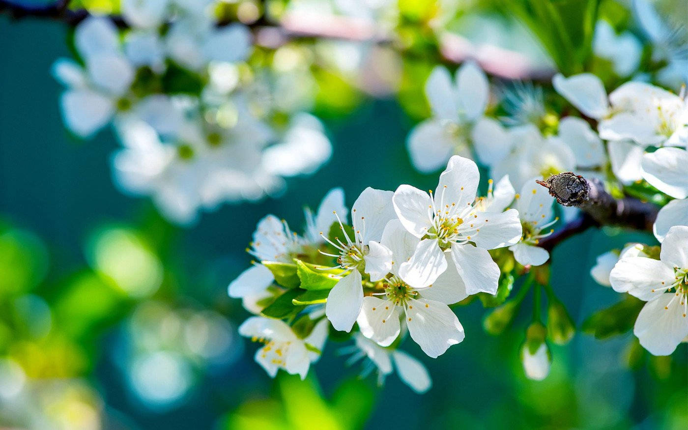 花 桌布 壁紙 — 細緻的白花在樹枝上盛開，襯托著柔和綠色和藍色的模糊背景。