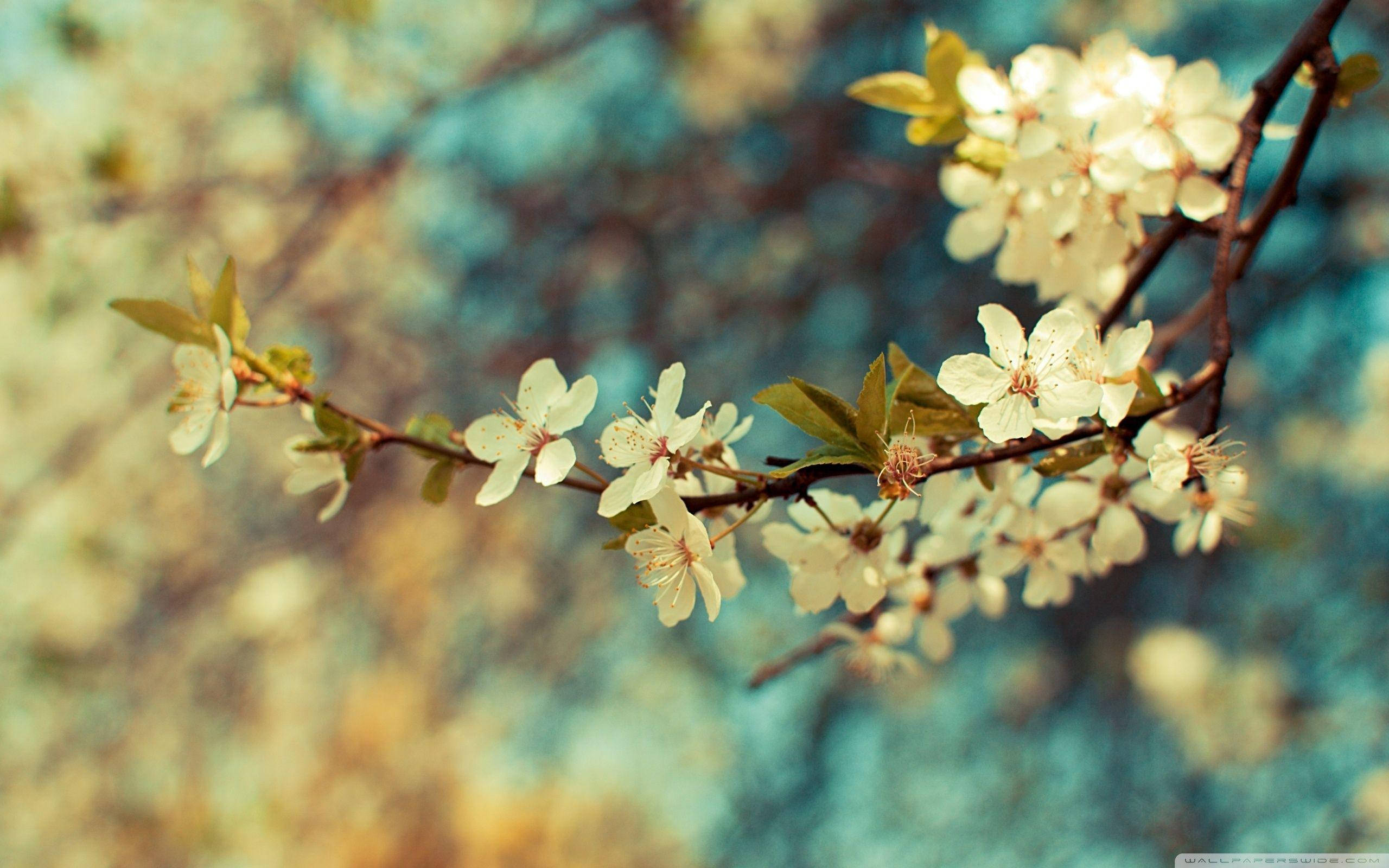 Most Beautiful Spring 桌布 壁紙 — 細緻的白花在纖細的枝條上盛開，背景是柔和的藍色和金色模糊效果。