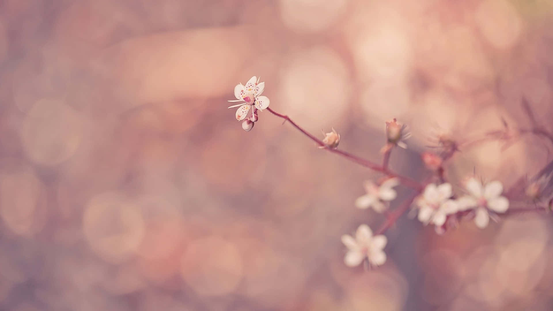 Tumblr Flower 桌布 壁紙 — 細緻的白花在纖細的枝條上綻放，襯托著柔和的粉紅色散景背景。