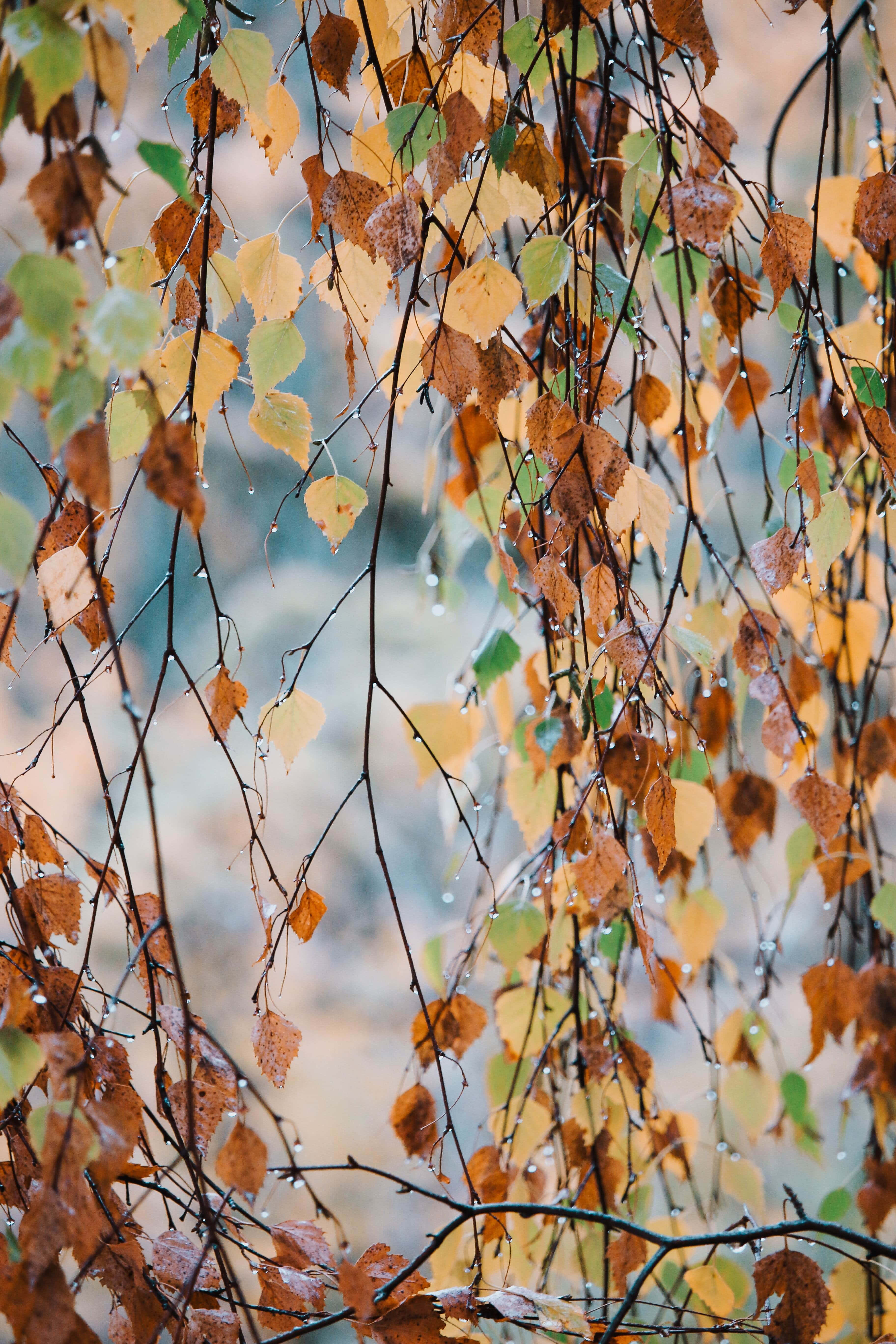 Fall Rain 桌布 壁紙 — 細緻的秋季白樺樹枝，帶有金黃色的葉子和閃閃發光的露珠，映襯著柔和模糊的背景。