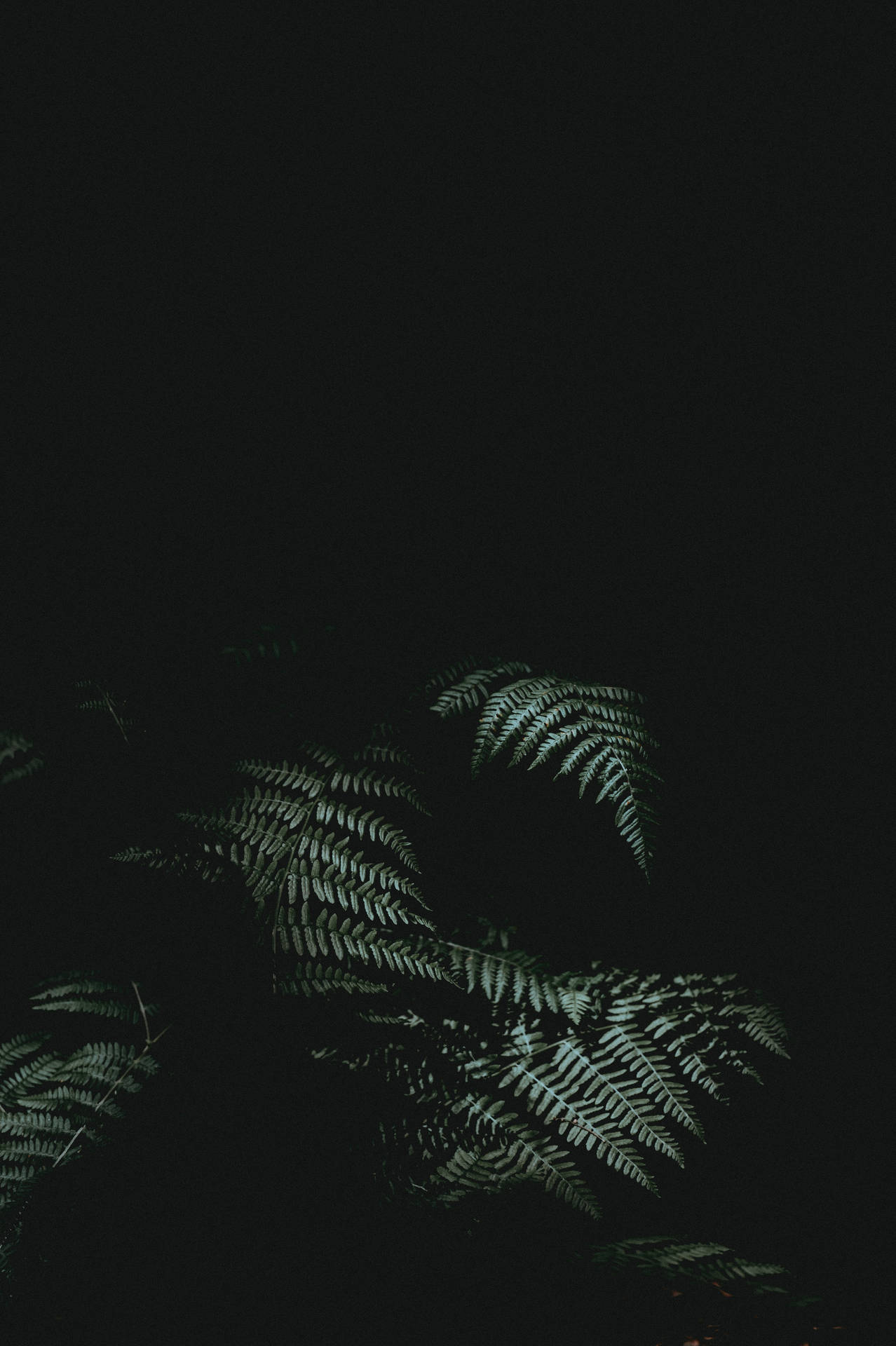 minimal dark iPhone 桌布 壁紙 — 細緻的蕨類葉片在深邃的黑色背景上散發著清涼的綠光，構成極簡的夜間畫面。