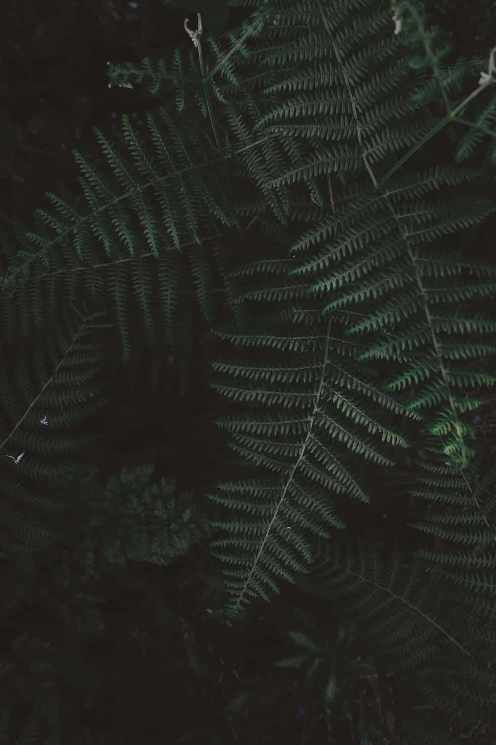 Portrait Mode 桌布 壁紙 — 細緻的蕨類葉片帶有複雜的葉脈圖案，在黑暗陰森的森林背景下柔和發光。
