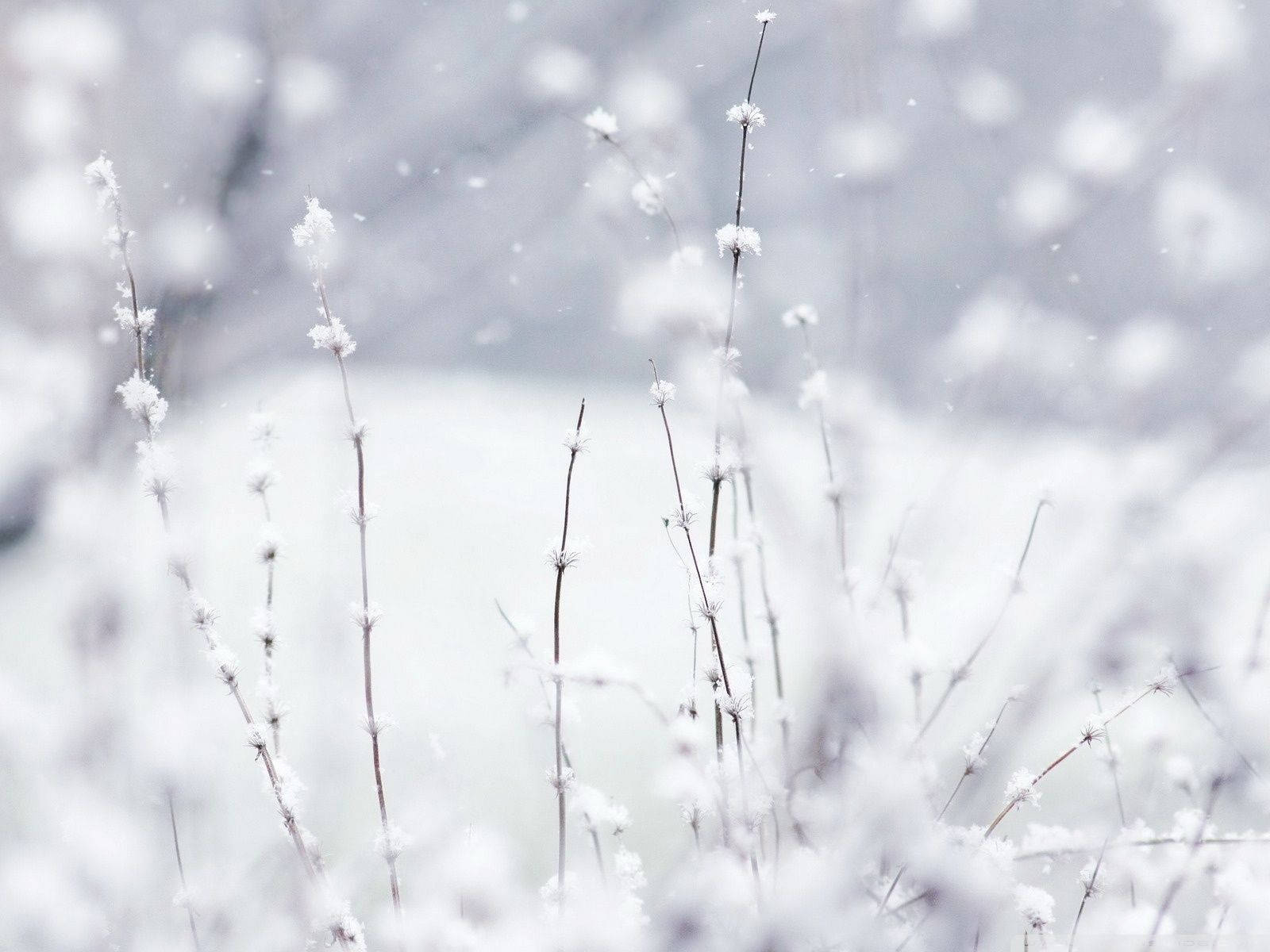 雪 桌布 壁紙 — 細緻的雪霜草莖在模糊的冬季背景和輕柔飄落的雪花中柔和地升起。