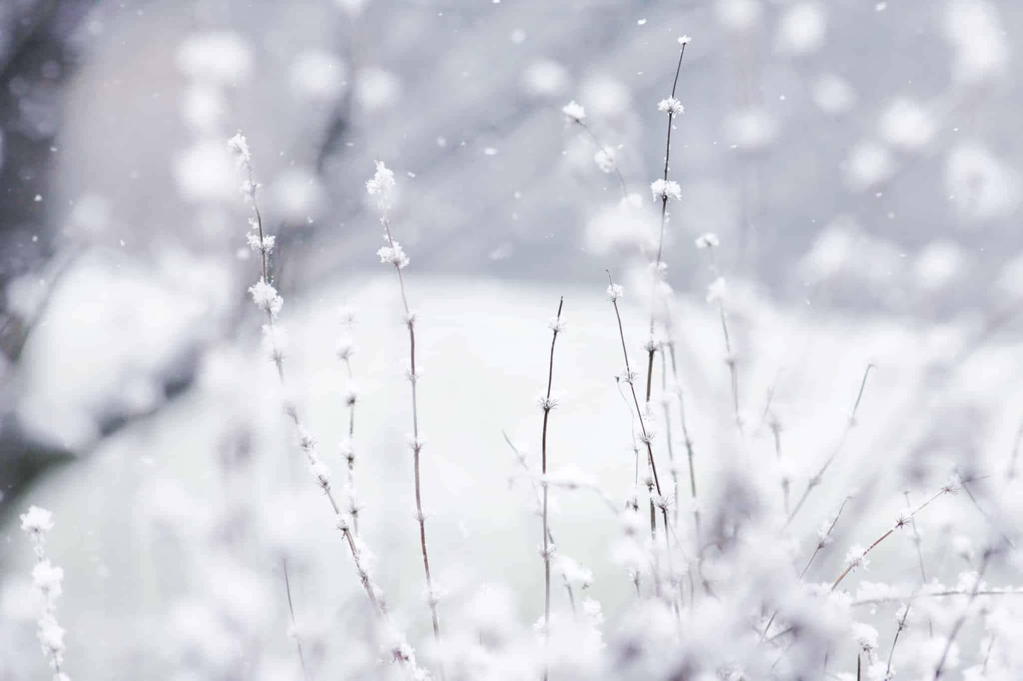 冬季美學 桌布 壁紙 — 細緻的雪霜草莖在模糊的冬季背景和輕柔飄落的雪花中柔和地升起。