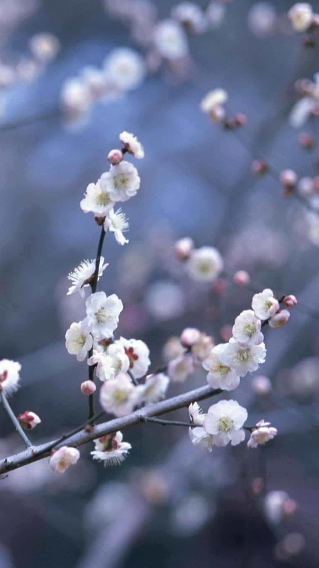 iPhone Flowers 桌布 壁紙 — 細膩的白梅花在纖細的枝條上綻放，映襯著柔和模糊的藍灰色冬季背景。