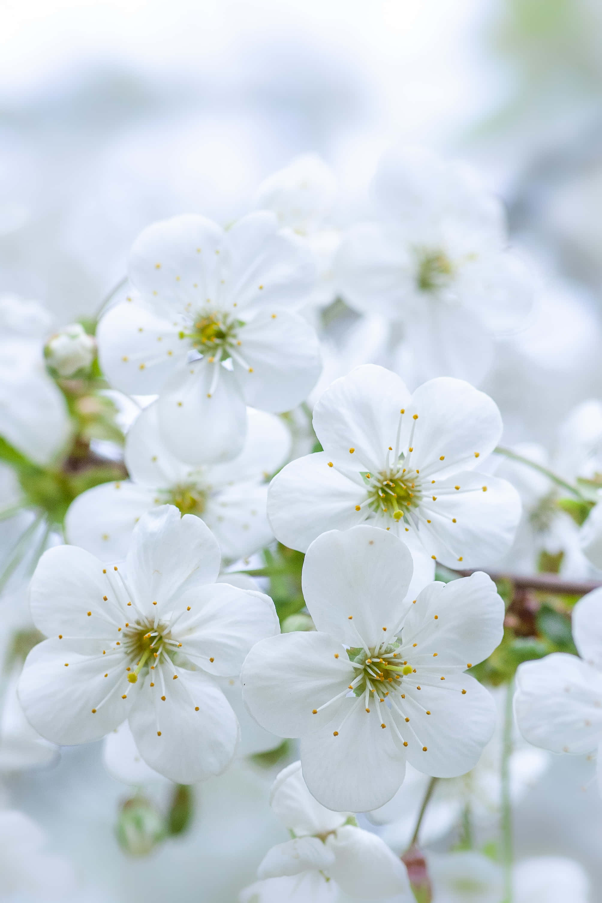 White Flowers 桌布 壁紙 — 細膩的白色櫻花帶有黃色雄蕊，在模糊的淺綠色背景下柔和綻放。
