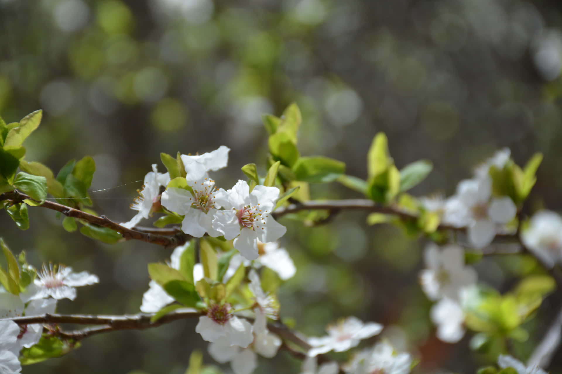 white flowers 壁紙 — 細膩的白色花朵，黃色花心，在樹枝上盛開，周圍是新鮮的綠葉，背景是柔和模糊的森林。
