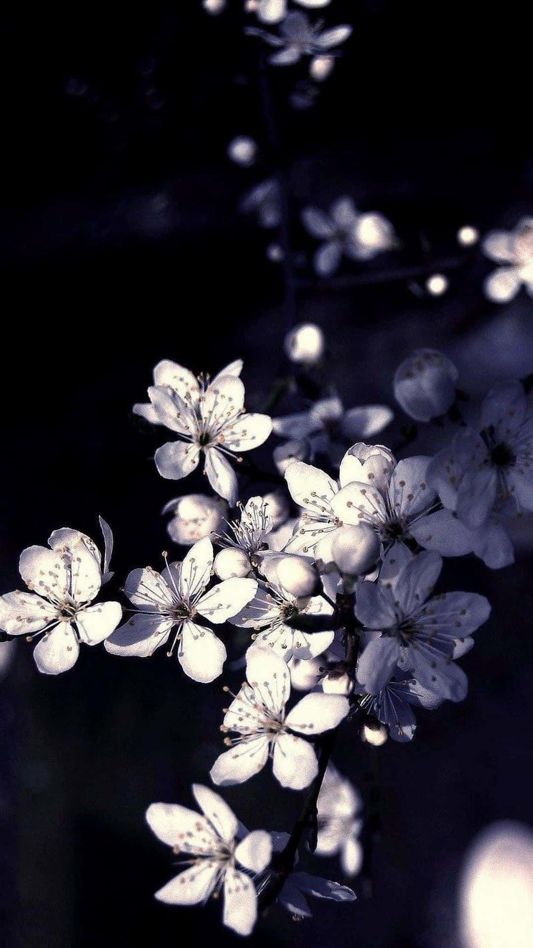 Black And White Flower iPhone 桌布 壁紙 — 細膩的白色花朵在深色背景上柔和綻放，營造出憂鬱的特寫鏡頭。