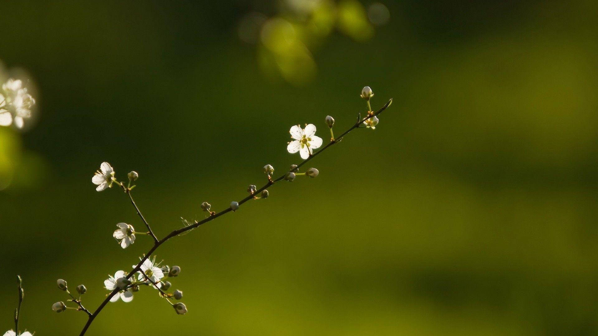 Flower HD 桌布 壁紙 — 細膩的白色花朵在纖細的樹枝上綻放，背景是柔和的綠色散景。