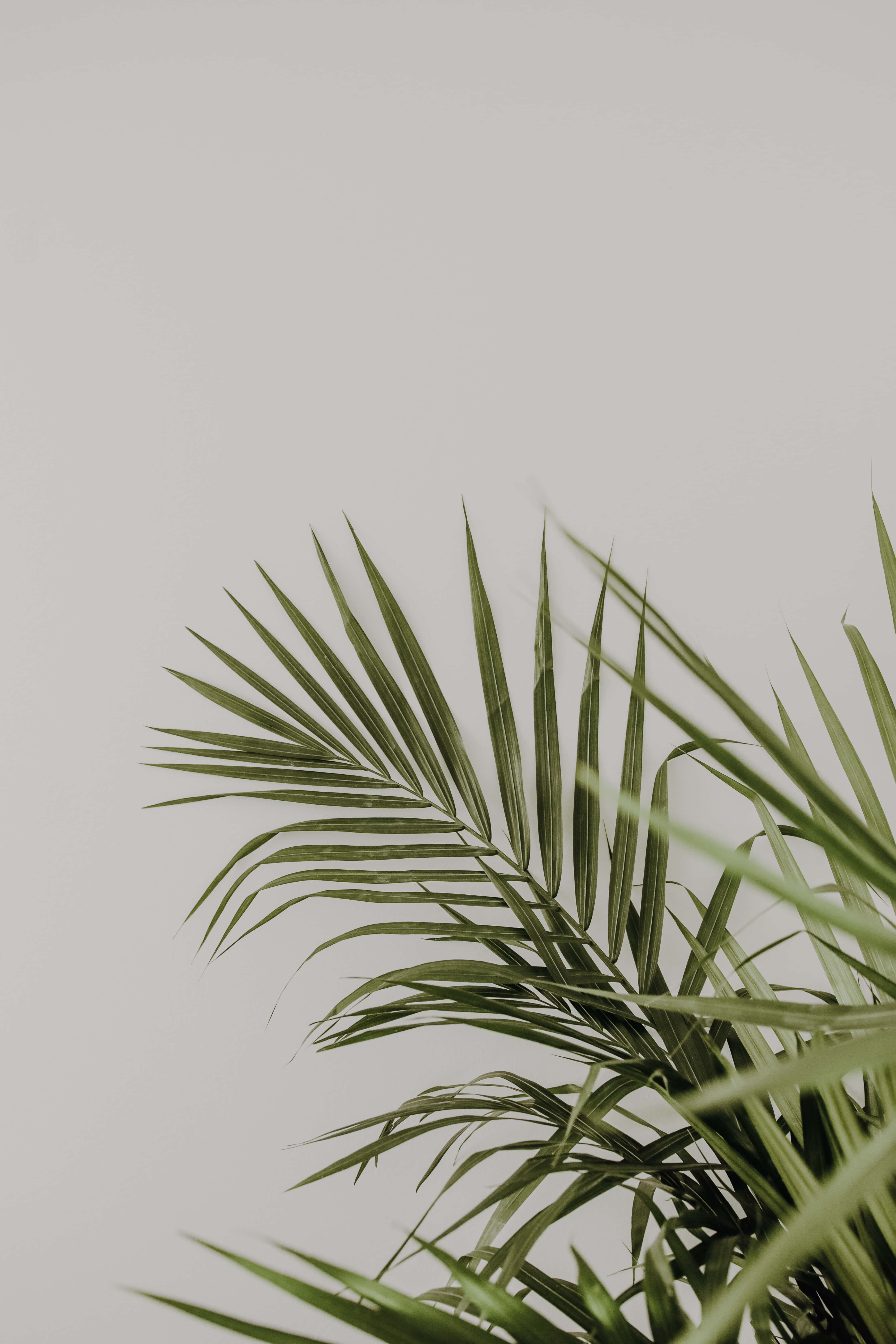 Palm Leaves 桌布 壁紙 — 細膩的綠色棕櫚葉在柔和的中性背景上優雅地彎曲，呈現極簡構圖。