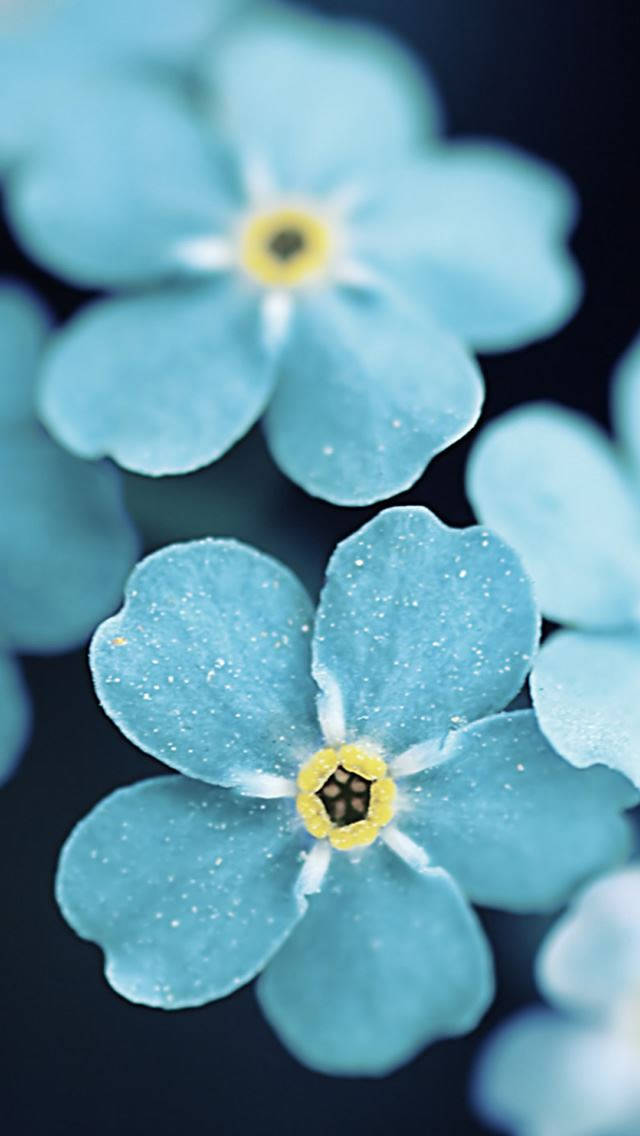 花 iPhone 桌布 壁紙 — 細膩的藍色勿忘我特寫，帶有黃色中心和露珠，背景為深色模糊。
