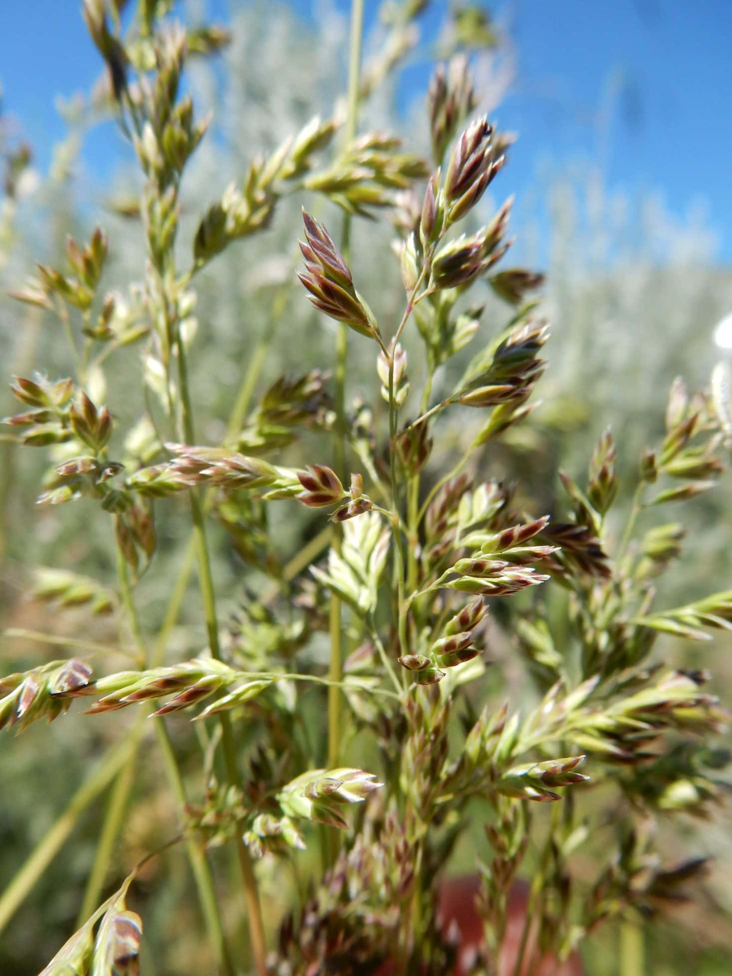 Blue Grass 桌布 壁紙 — 細膩綠色草叢與棕色種子頭在明亮藍天下搖曳的特寫。