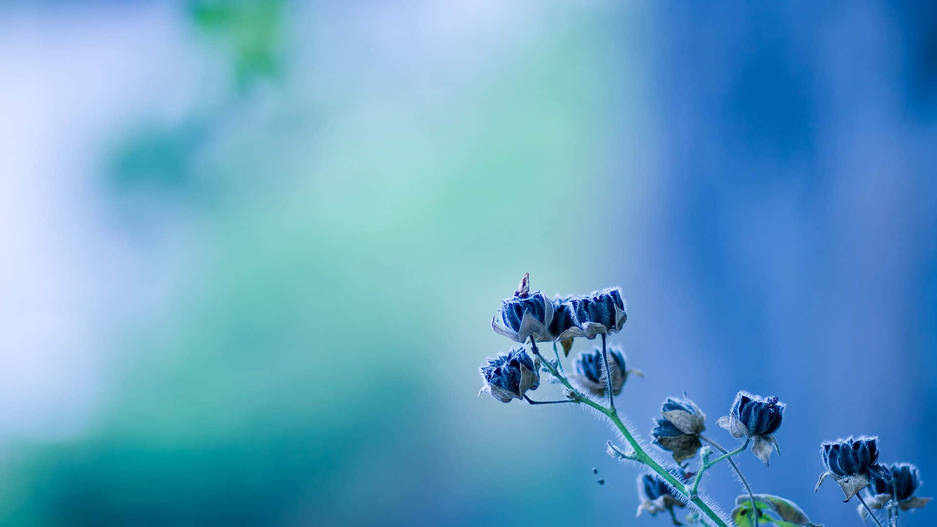 桌布 壁紙 — 細長的莖上精緻的乾燥花蕾，在柔和的藍綠色模糊背景中脫穎而出。