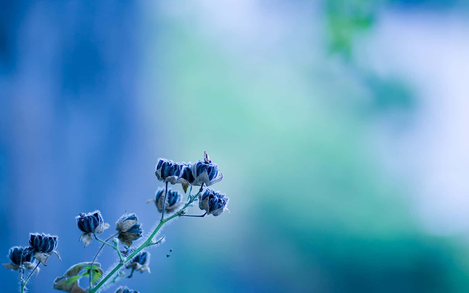 桌布 壁紙 — 細長莖上精緻的乾燥花蕾，在柔和的藍綠色模糊背景襯托下脫穎而出。