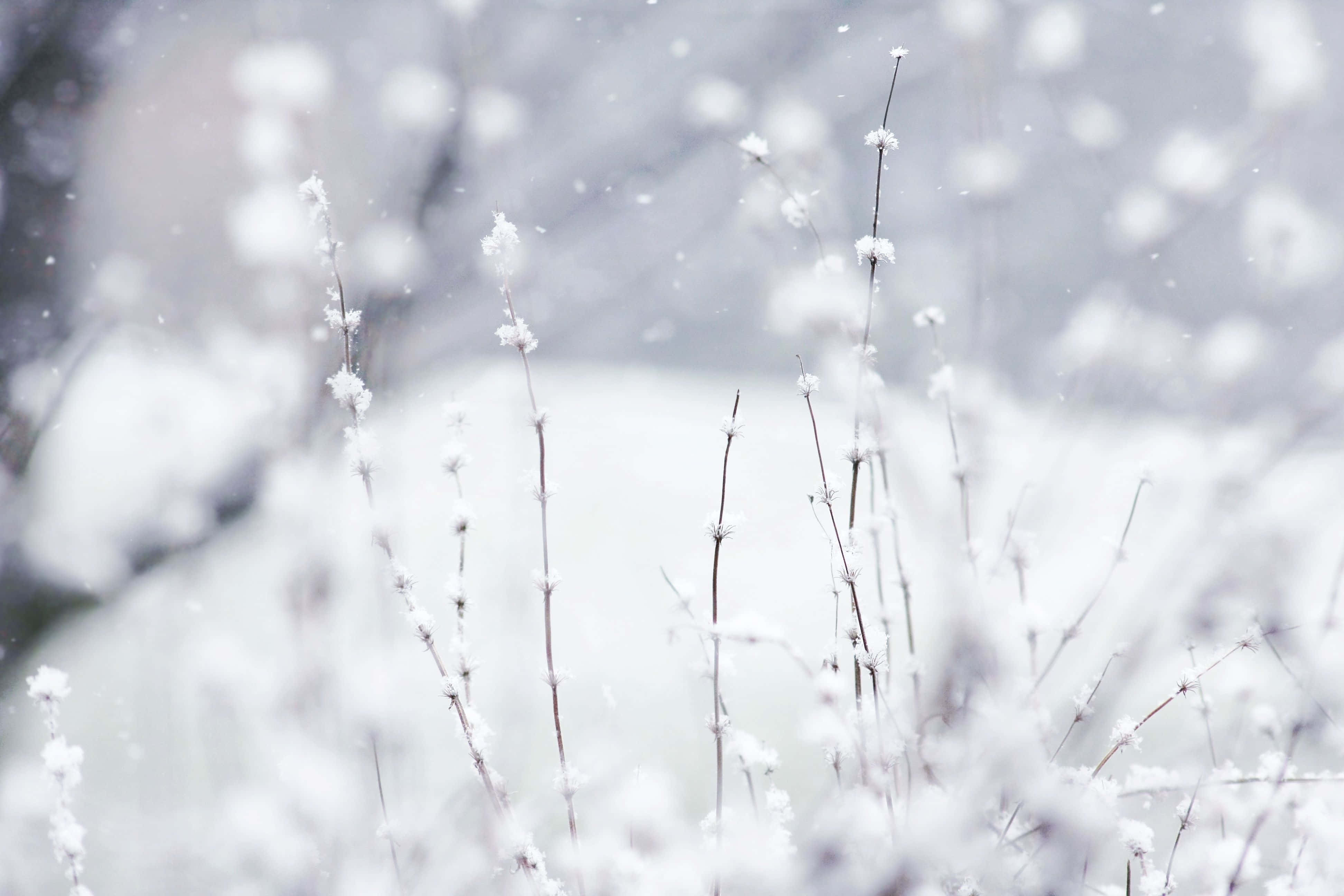 桌布 壁紙 — 細雪覆蓋的莖從柔軟的白色冬季景觀中升起，背景散景模糊。