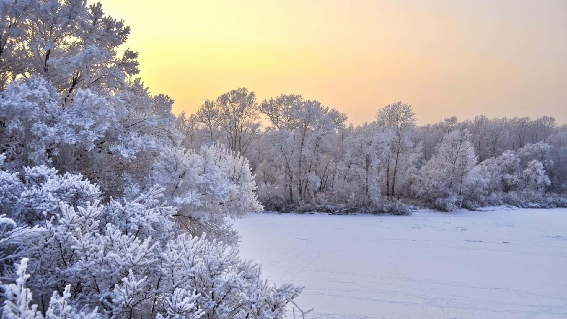 1920x1080 Winter 桌布 壁紙 — 結冰的樹木和灌木在柔和的金色日出下閃閃發光，映照在白雪覆蓋的冰凍湖面上。