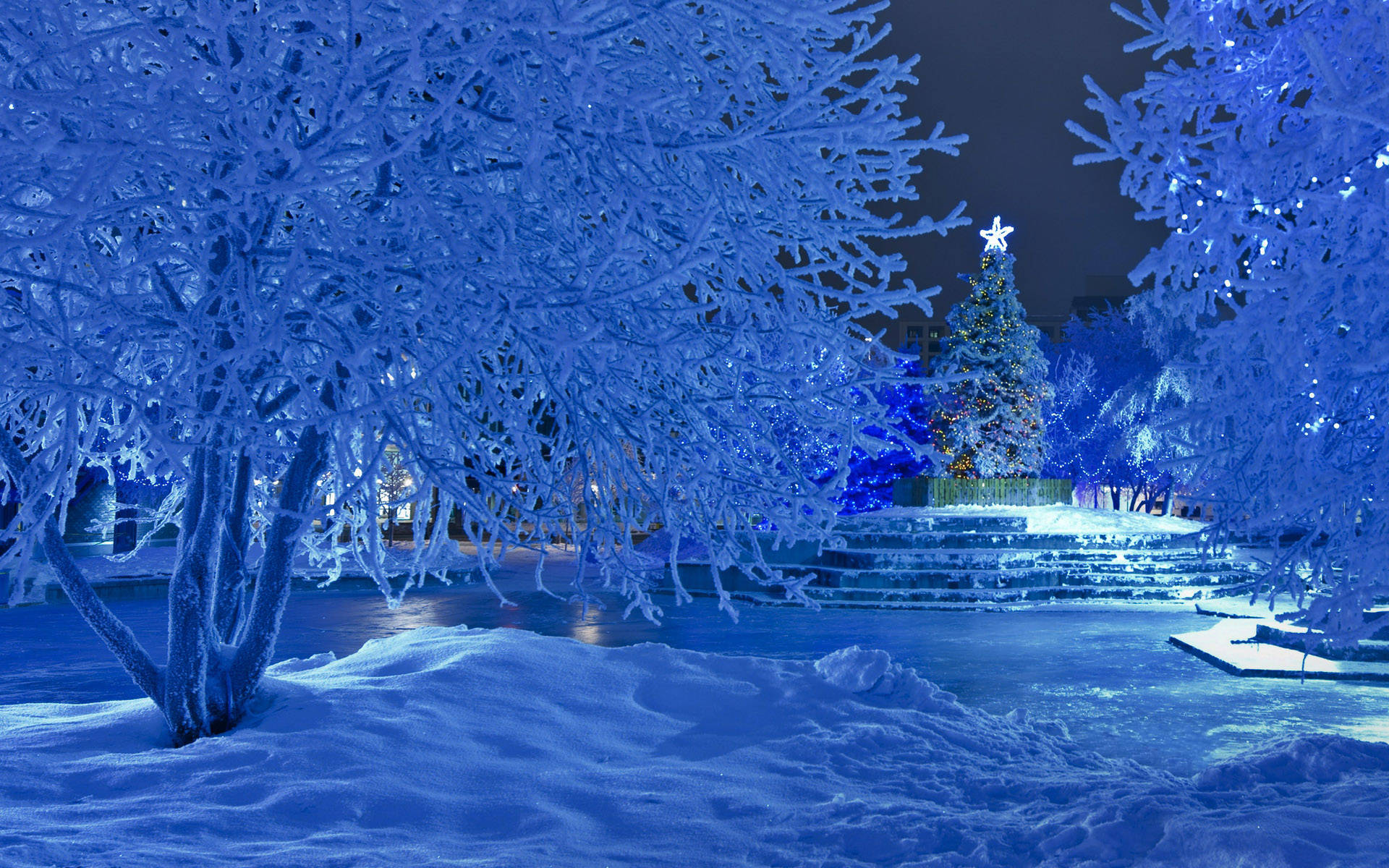 Winter Christmas 桌布 壁紙 — 結冰的樹木在藍色燈光下閃耀，雪覆蓋著寧靜的冬季公園，夜晚靠近點亮的聖誕樹。