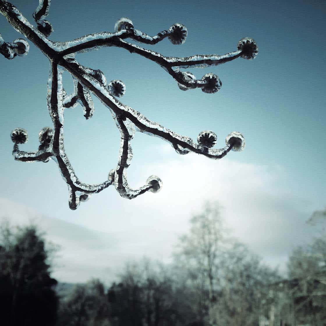 Ice 桌布 壁紙 — 結冰的樹枝，帶有複雜的冰層結構，背景是淡藍色的冬日天空和模糊的森林。