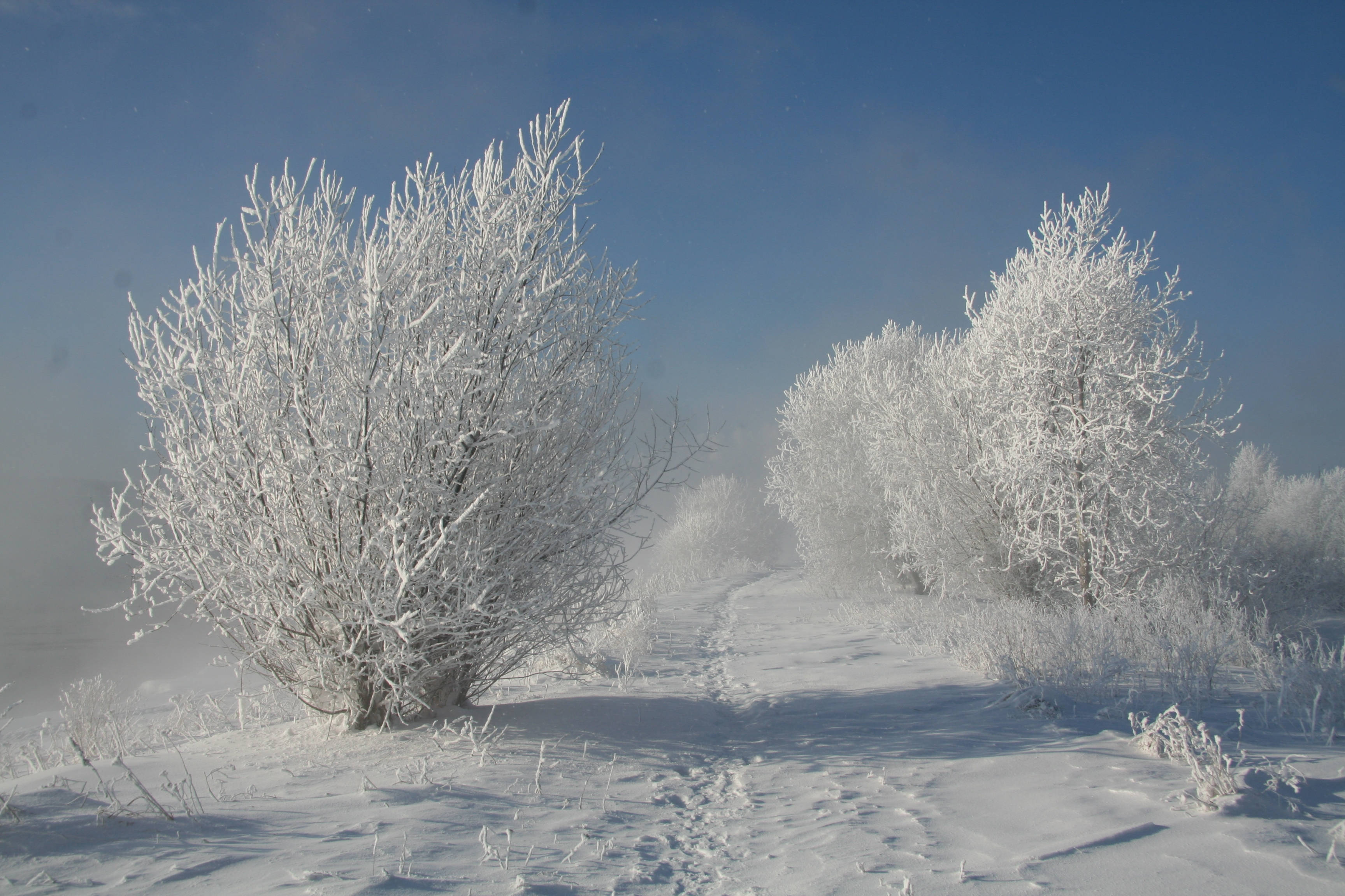 白雪公主 桌布 壁紙 — 結霜的冰凍灌木叢立在雪徑旁，在清澈的藍色冬日天空下。