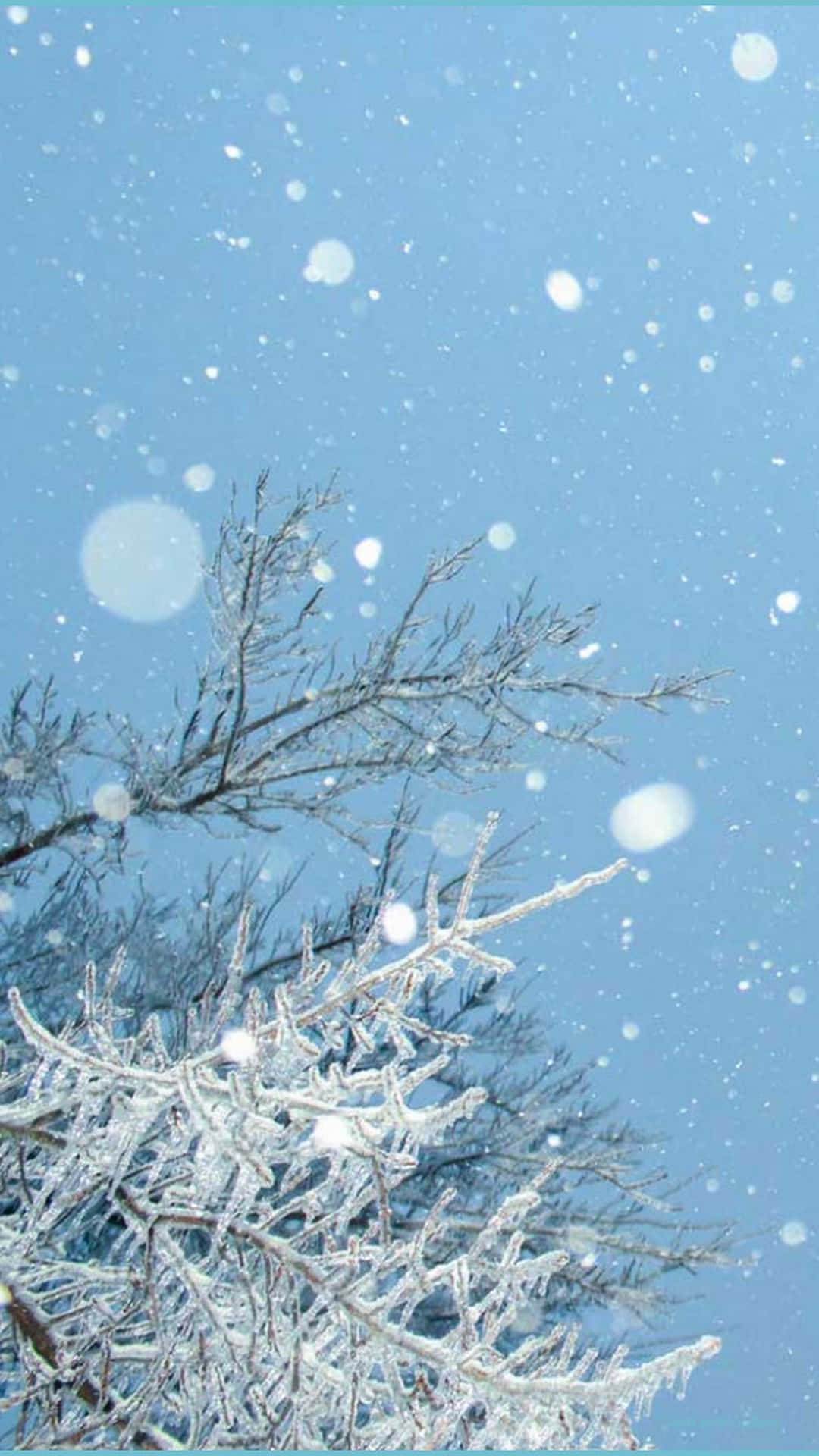 桌布 壁紙 — 結霜的樹枝在清澈的藍天下閃閃發光，雪花在柔和的散景中輕輕飄落。