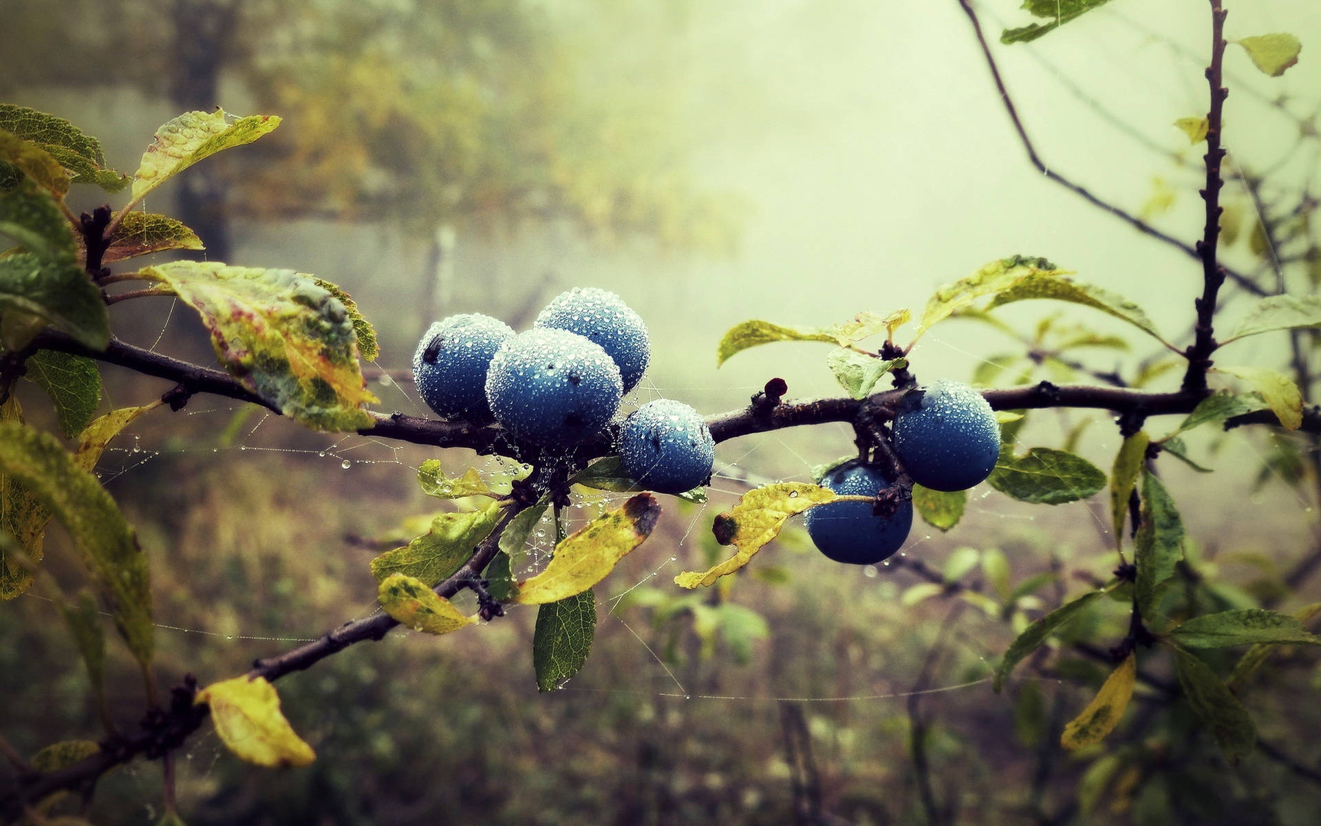 Blueberry 桌布 壁紙 — 結霜的藍色李子掛在樹枝上，在迷霧的秋葉和精緻的蜘蛛網中閃閃發光。