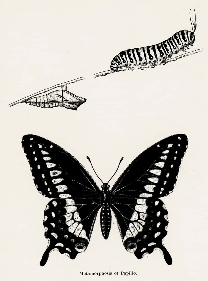 Butterfly Metamorphosis 桌布 壁紙 — 經典黑白插圖，展示蝴蝶從毛蟲到成蟲的四個變態階段。