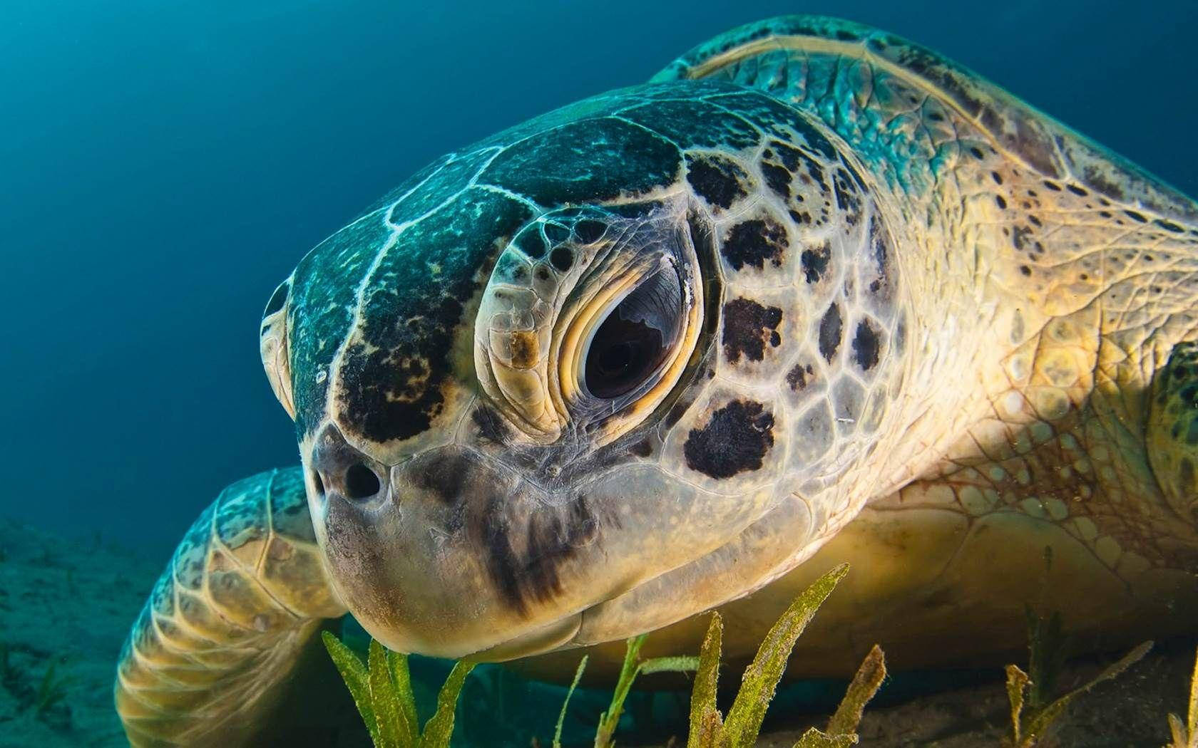 Turtle 桌布 壁紙 — 綠海藻附近一隻海龜的特寫水下肖像，帶有詳細斑點殼和溫柔的眼睛。
