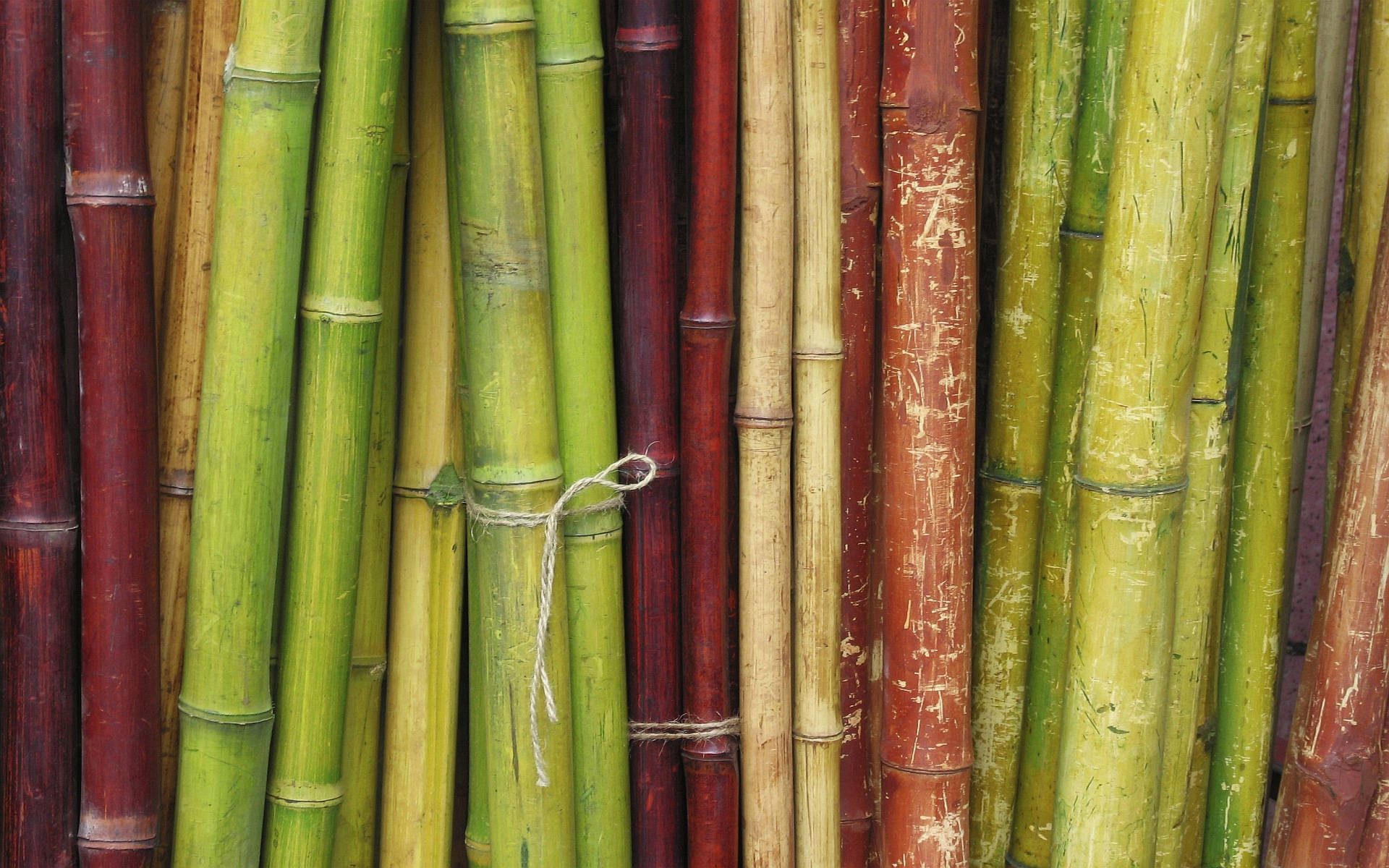 Bamboo HD 桌布 壁紙 — 綠色、紅色和米色調的彩色竹莖用麻繩捆綁的特寫。