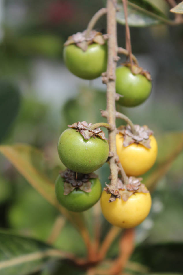 Fruits 桌布 壁紙 — 綠色和黃色柿子掛在樹枝上的特寫，背景為模糊的樹葉。