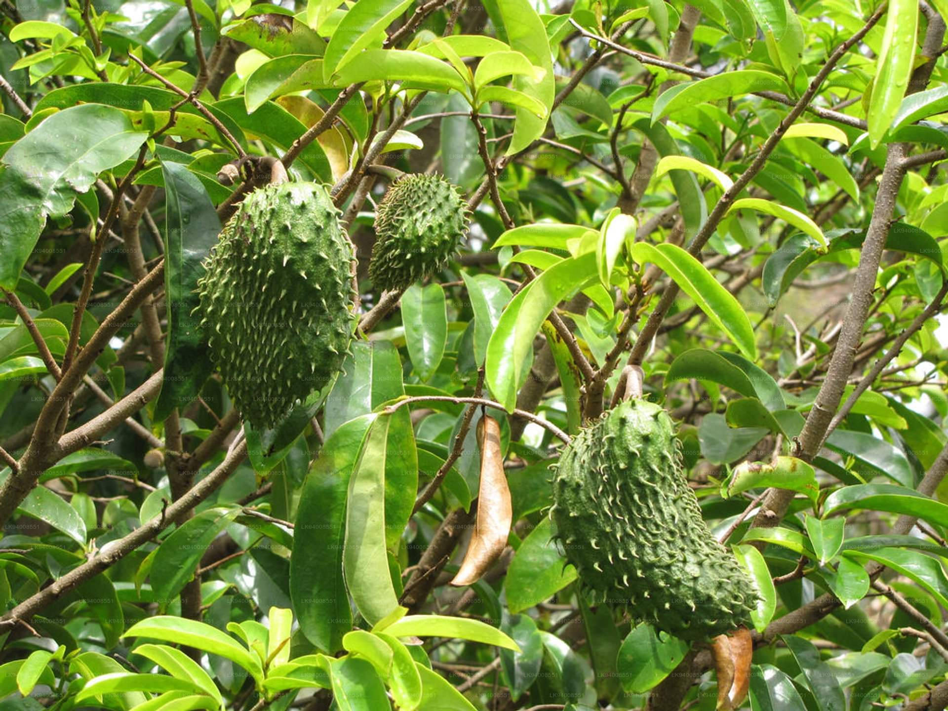 Fruits 桌布 壁紙 — 綠色多刺的刺果番荔枝果實懸掛在熱帶樹枝上，周圍有光澤的葉子。