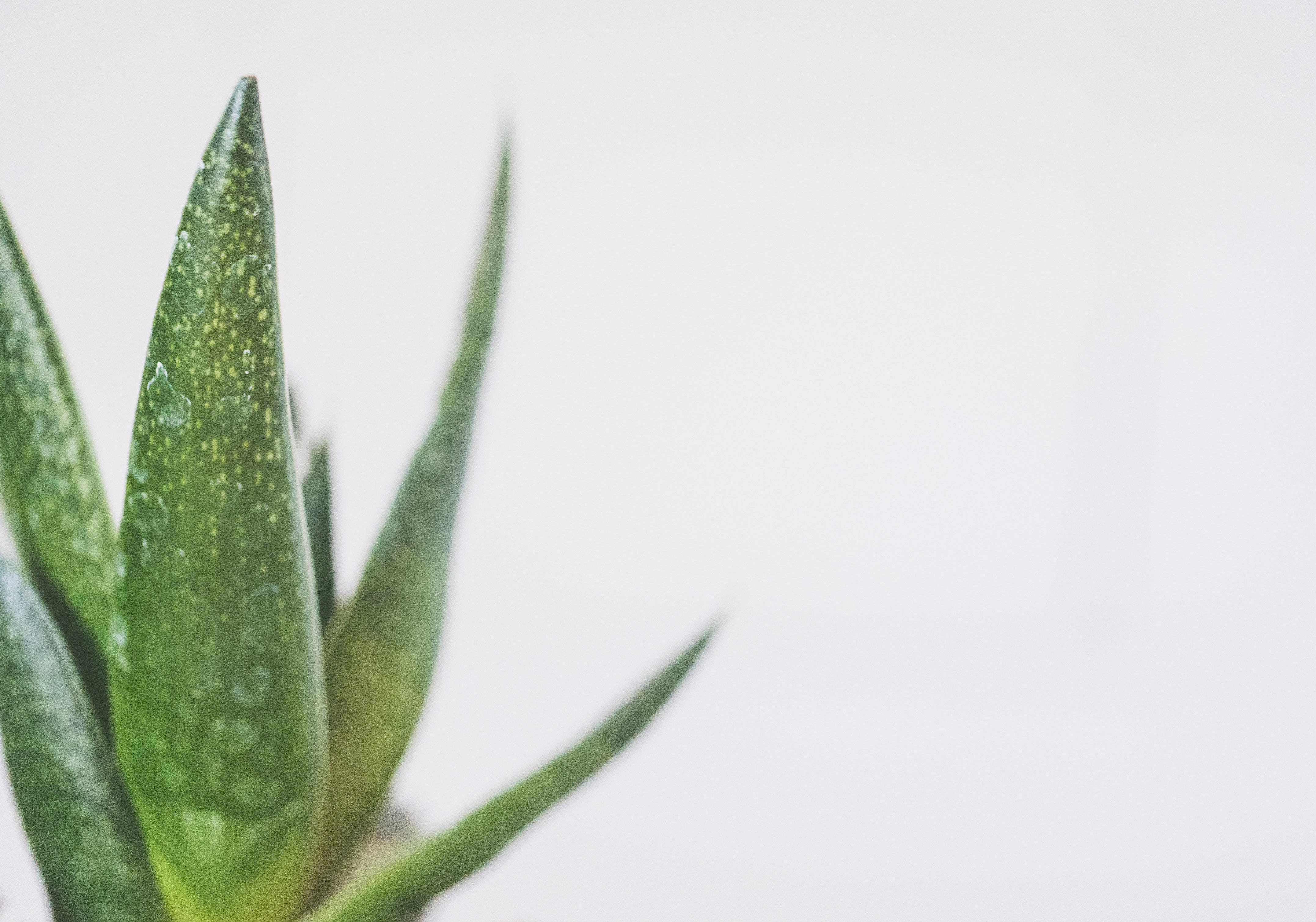 Plant 桌布 壁紙 — 綠色多肉植物葉片特寫，帶有水珠，襯以柔和白色背景。
